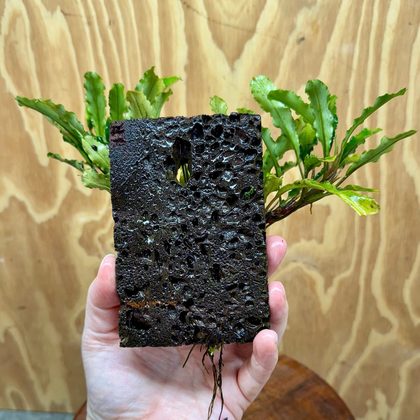 Scapeshop.com.au One Only Bucephalandra Lava Tiles - ONE ONLY - Piece 2 Bucephalandra Lava Tiles - ONE ONLY - Piece 2 Scapeshop Australia
