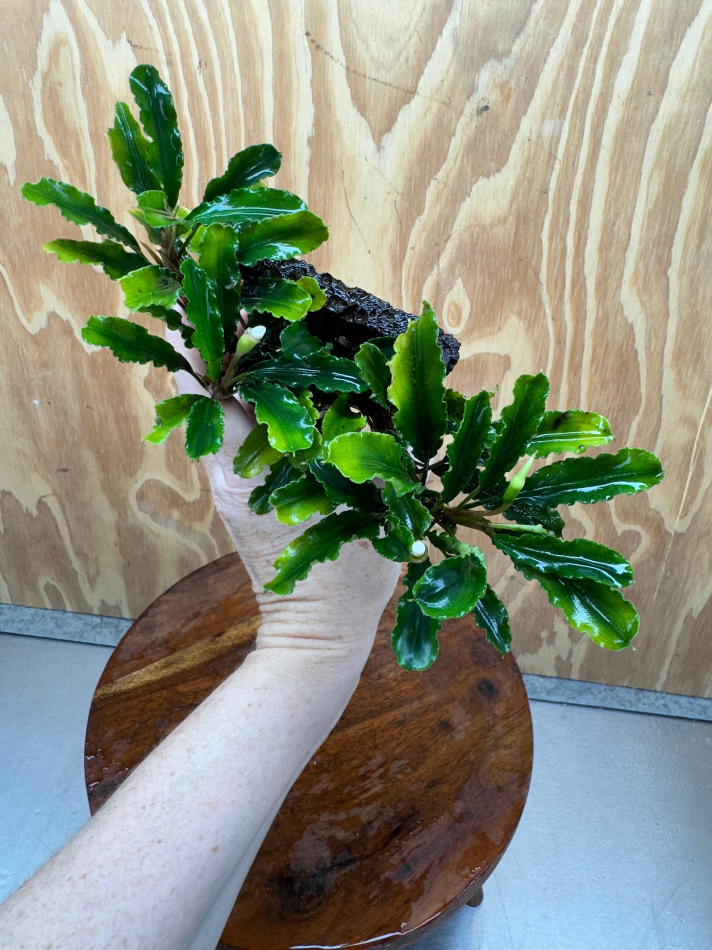 Scapeshop.com.au One Only Bucephalandra Lava Tiles - ONE ONLY - Piece 2 Bucephalandra Lava Tiles - ONE ONLY - Piece 2 Scapeshop Australia