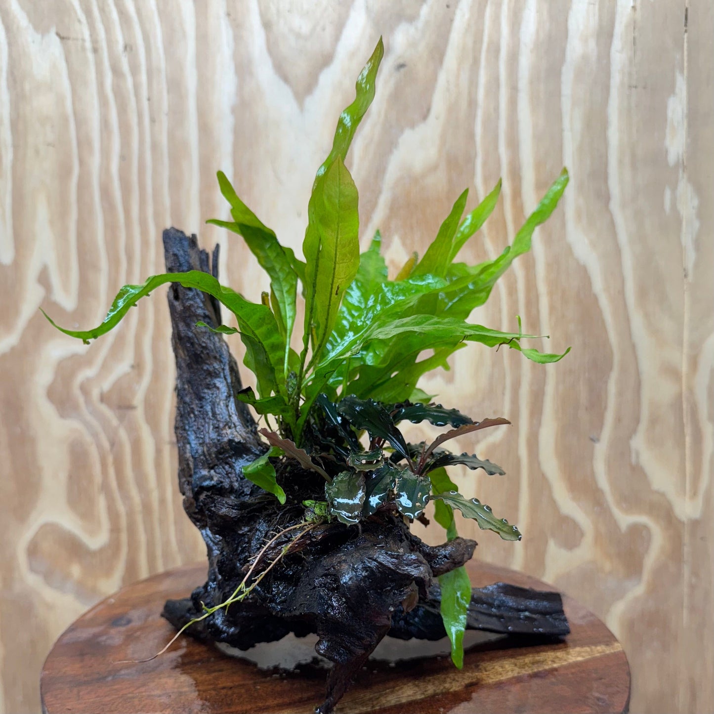 Scapeshop.com.au One Only Bucephalandra & Microsorum 'Indo'(Java Fern) Driftwood Creation - One Only - A Bucephalandra & Microsorum 'Indo'(Java Fern) Driftwood Creation - One Only - A