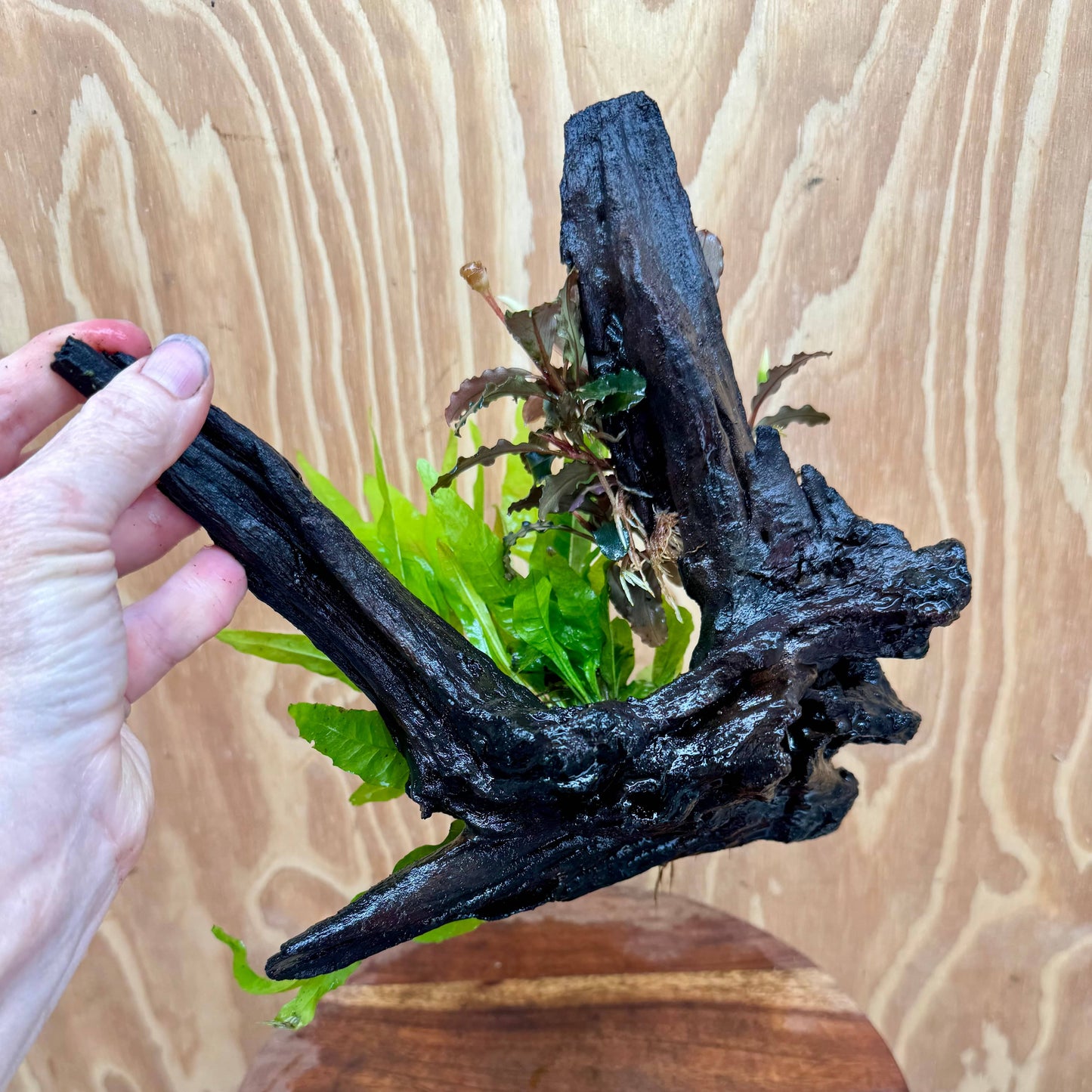 Scapeshop.com.au One Only Bucephalandra & Microsorum 'Indo'(Java Fern) Driftwood Creation - One Only - A Bucephalandra & Microsorum 'Indo'(Java Fern) Driftwood Creation - One Only - A