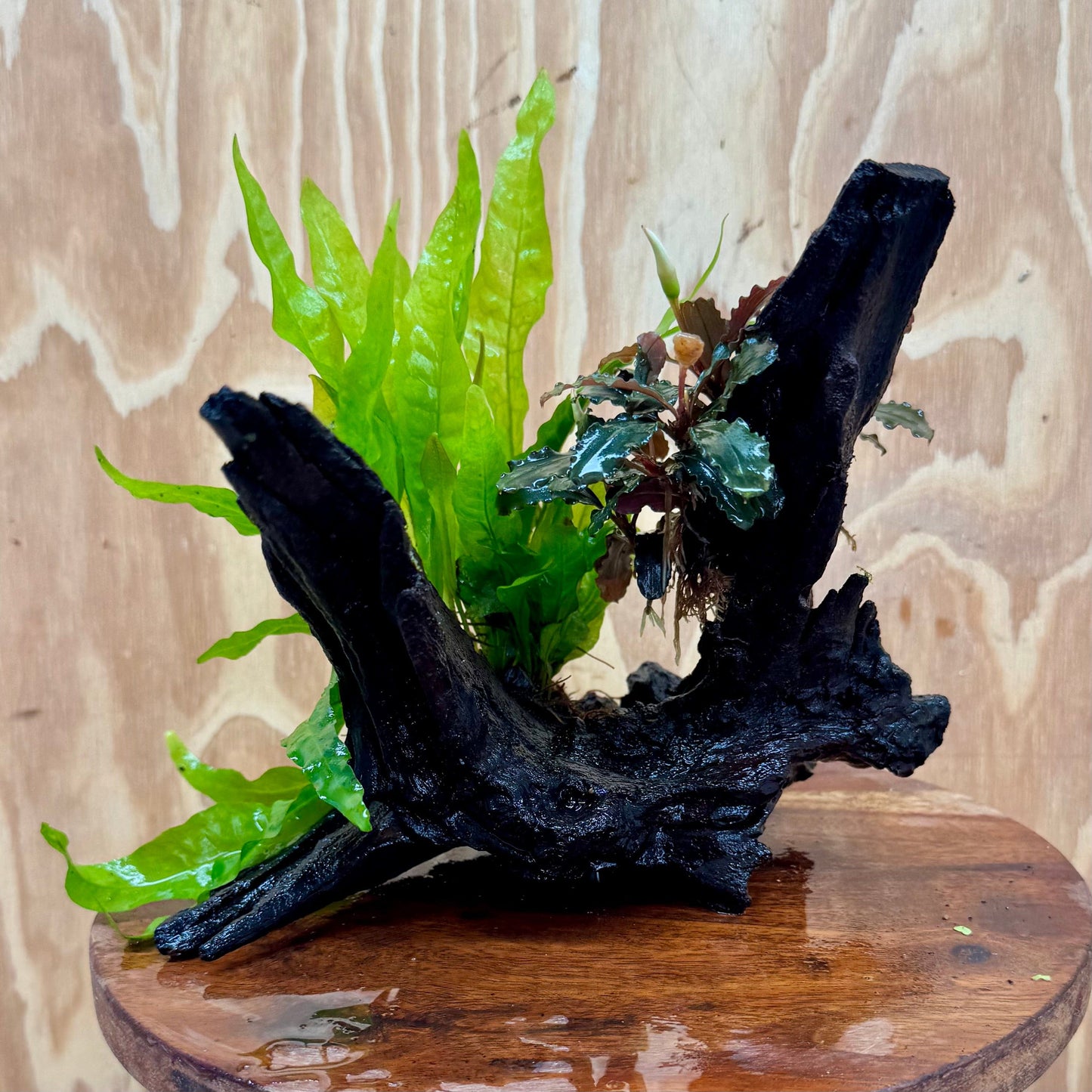 Scapeshop.com.au One Only Bucephalandra & Microsorum 'Indo'(Java Fern) Driftwood Creation - One Only - A Bucephalandra & Microsorum 'Indo'(Java Fern) Driftwood Creation - One Only - A