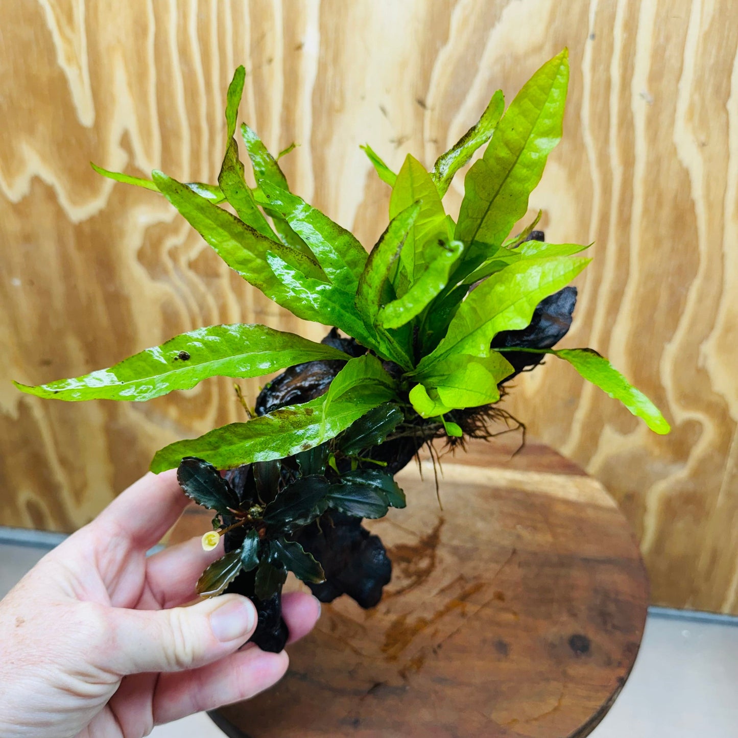 Scapeshop.com.au One Only Bucephalandra & Microsorum 'Indo'(Java Fern) Driftwood Creation - One Only - A Bucephalandra & Microsorum 'Indo'(Java Fern) Driftwood Creation - One Only - A