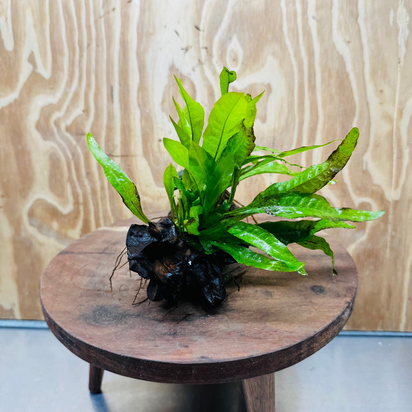 Scapeshop.com.au One Only Bucephalandra & Microsorum 'Indo'(Java Fern) Driftwood Creation - One Only - A Bucephalandra & Microsorum 'Indo'(Java Fern) Driftwood Creation - One Only - A