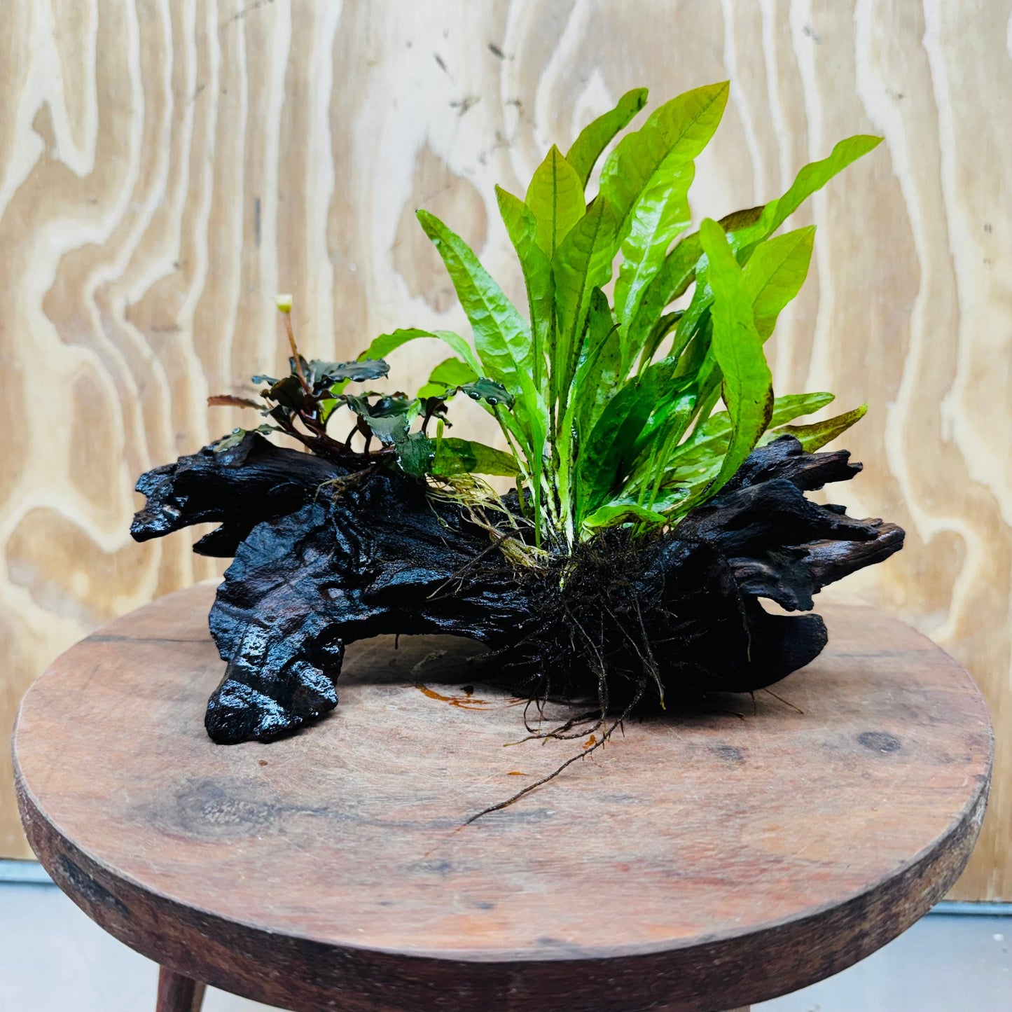 Scapeshop.com.au One Only Bucephalandra & Microsorum 'Indo'(Java Fern) Driftwood Creation - One Only - A Bucephalandra & Microsorum 'Indo'(Java Fern) Driftwood Creation - One Only - A
