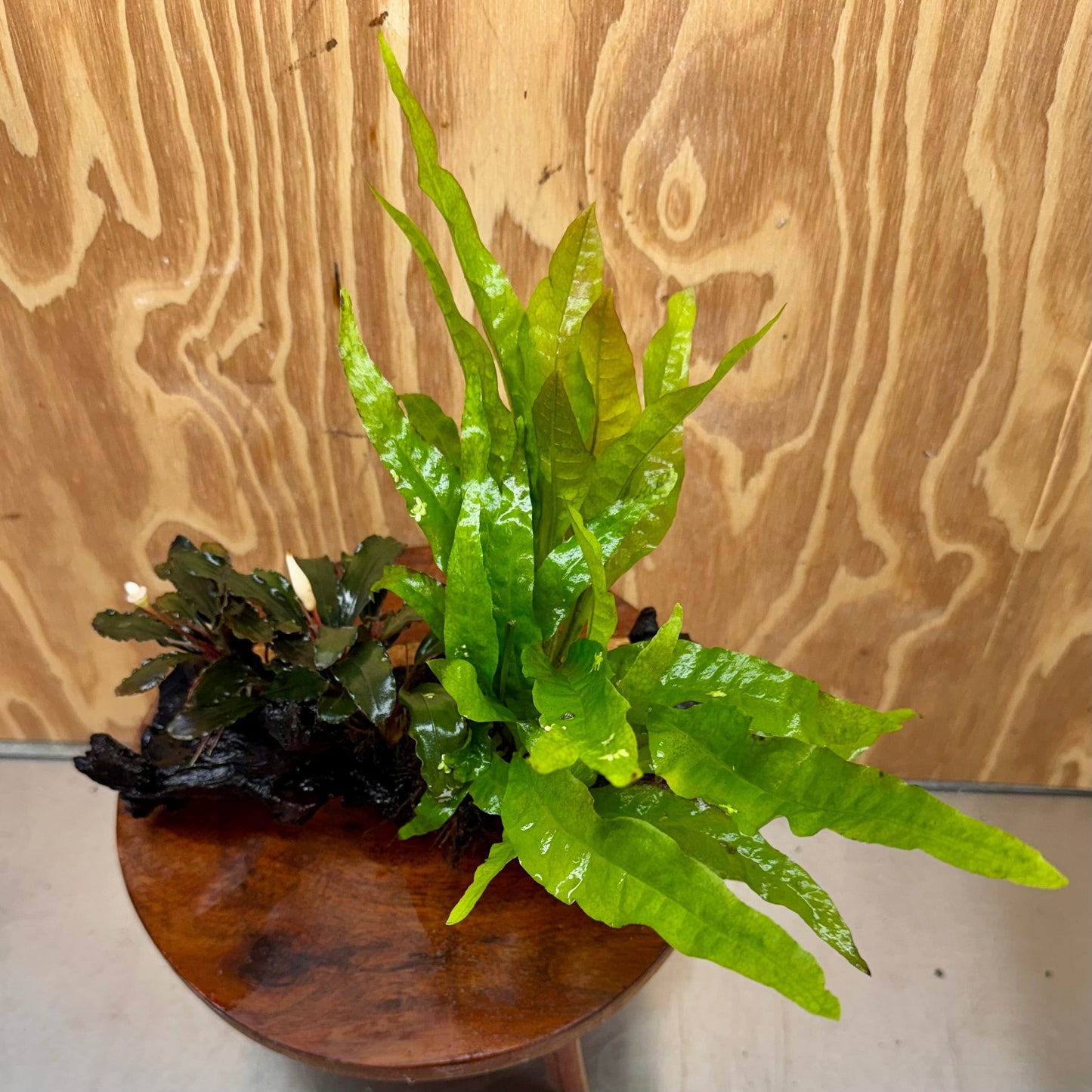 Scapeshop.com.au One Only Bucephalandra & Microsorum 'Indo'(Java Fern) Driftwood Creation - One Only - Amazing Bucephalandra & Microsorum 'Indo'(Java Fern) Driftwood Creation - One Only - Amazing