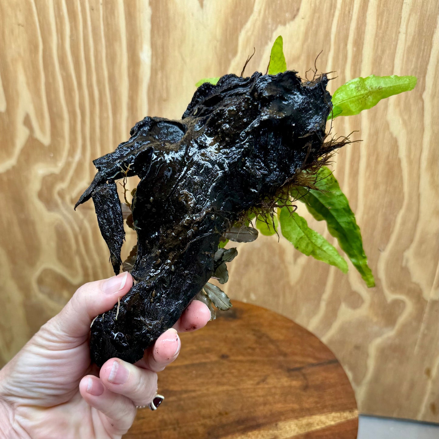 Scapeshop.com.au One Only Bucephalandra & Microsorum 'Indo'(Java Fern) Driftwood Creation - One Only - B Bucephalandra & Microsorum 'Indo'(Java Fern) Driftwood Creation - One Only - B