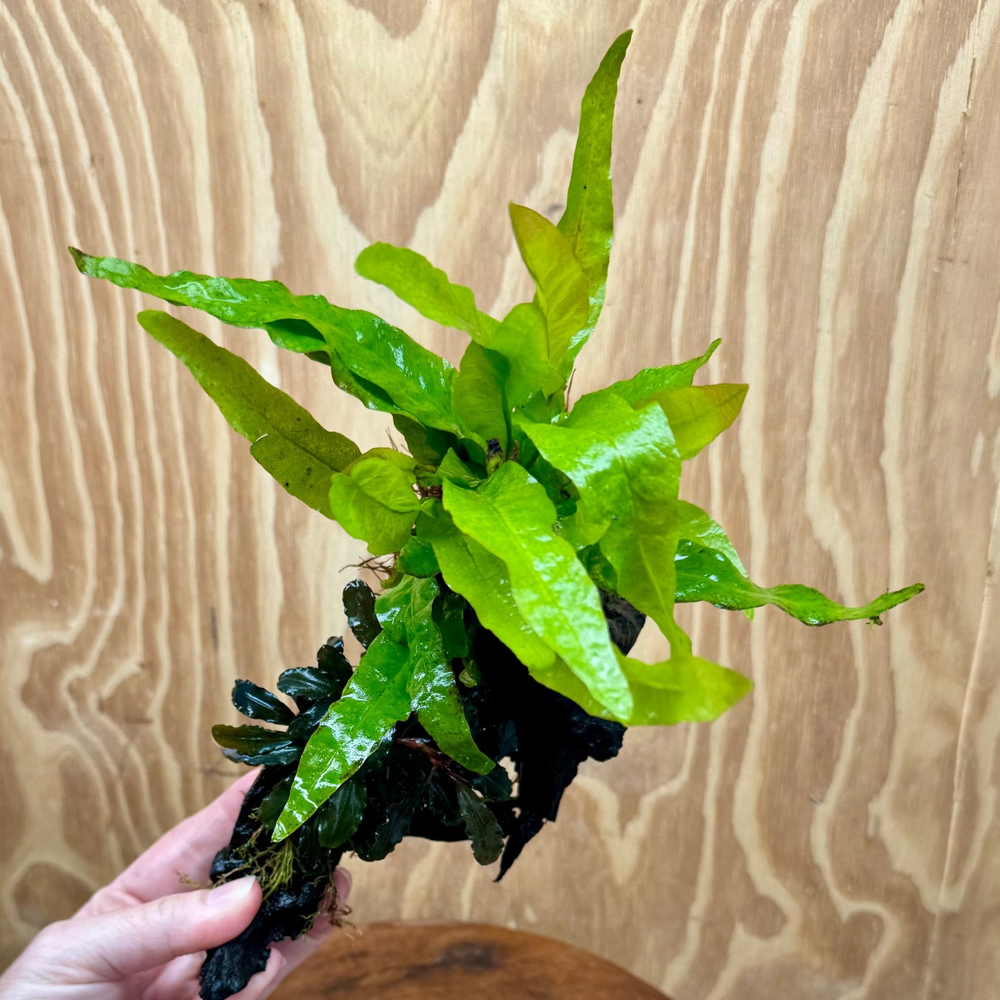 Scapeshop.com.au One Only Bucephalandra & Microsorum 'Indo'(Java Fern) Driftwood Creation - One Only - B Bucephalandra & Microsorum 'Indo'(Java Fern) Driftwood Creation - One Only - B