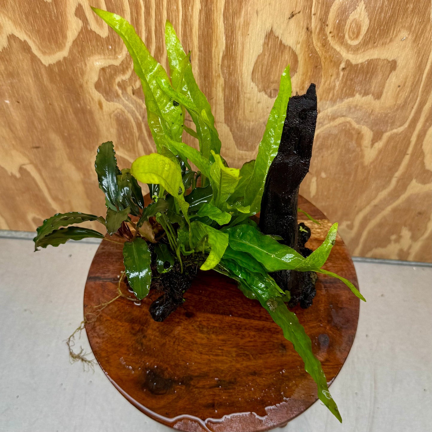 Scapeshop.com.au One Only Bucephalandra & Microsorum 'Indo'(Java Fern) Driftwood Creation - One Only - Fantastic Bucephalandra & Microsorum 'Indo'(Java Fern) Driftwood Creation - One Only - Fantastic