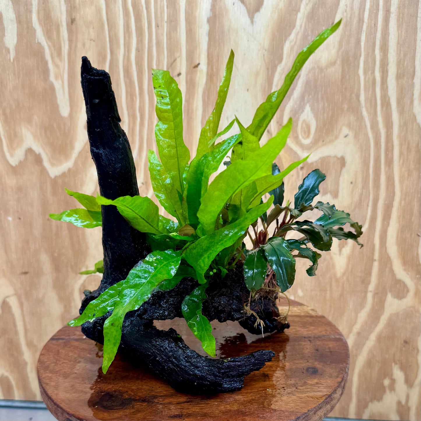 Scapeshop.com.au One Only Bucephalandra & Microsorum 'Indo'(Java Fern) Driftwood Creation - One Only - Fantastic Bucephalandra & Microsorum 'Indo'(Java Fern) Driftwood Creation - One Only - Fantastic