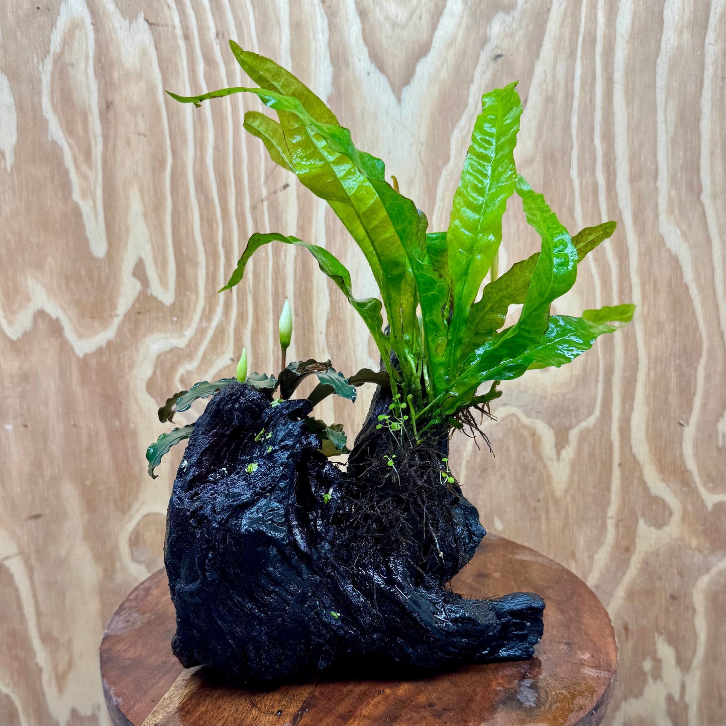 Scapeshop.com.au One Only Bucephalandra & Microsorum 'Indo'(Java Fern) Driftwood Creation - One Only - Happy Bucephalandra & Microsorum 'Indo'(Java Fern) Driftwood Creation - One Only - Happy