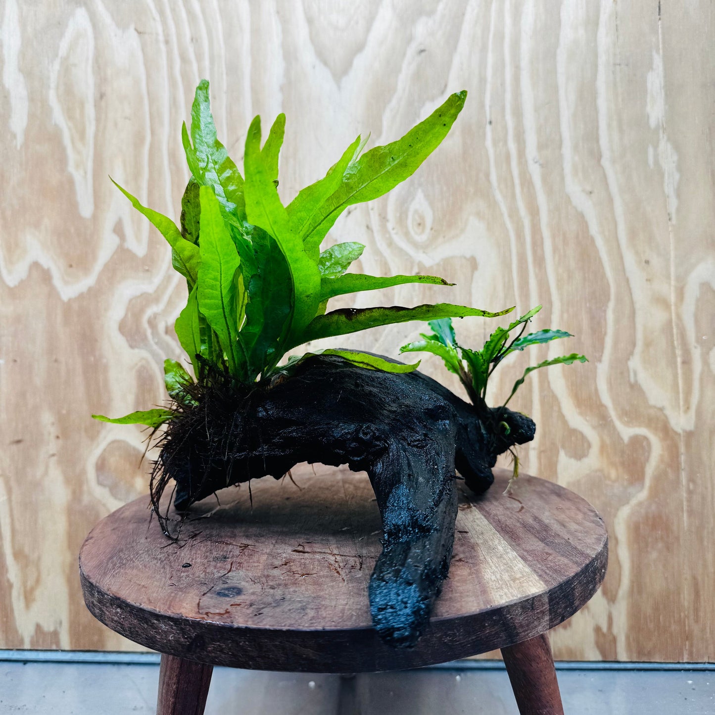 Scapeshop.com.au One Only Bucephalandra & Microsorum 'Indo'(Java Fern) Driftwood Creation - One Only - Happy Bucephalandra & Microsorum 'Indo'(Java Fern) Driftwood Creation - One Only - Happy