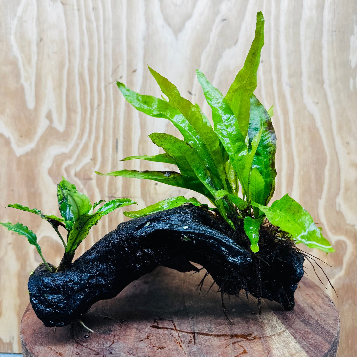 Scapeshop.com.au One Only Bucephalandra & Microsorum 'Indo'(Java Fern) Driftwood Creation - One Only - Happy Bucephalandra & Microsorum 'Indo'(Java Fern) Driftwood Creation - One Only - Happy
