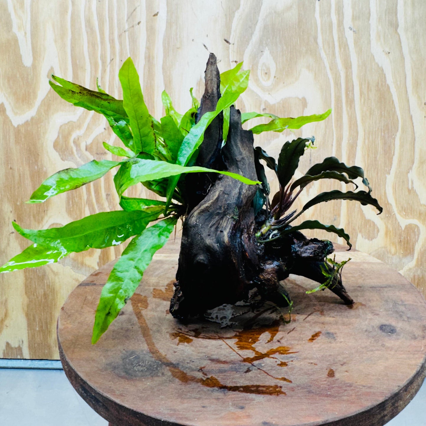 Scapeshop.com.au One Only Bucephalandra & Microsorum 'Indo'(Java Fern) Driftwood Creation - One Only - Happy Bucephalandra & Microsorum 'Indo'(Java Fern) Driftwood Creation - One Only - Happy