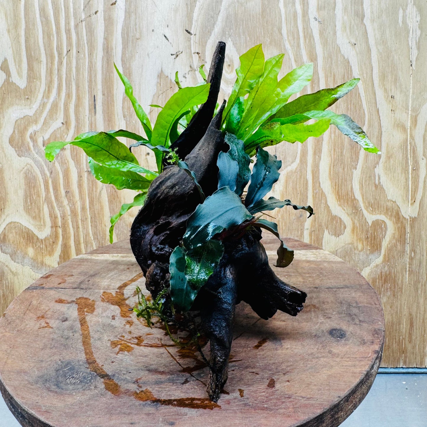 Scapeshop.com.au One Only Bucephalandra & Microsorum 'Indo'(Java Fern) Driftwood Creation - One Only - Happy Bucephalandra & Microsorum 'Indo'(Java Fern) Driftwood Creation - One Only - Happy