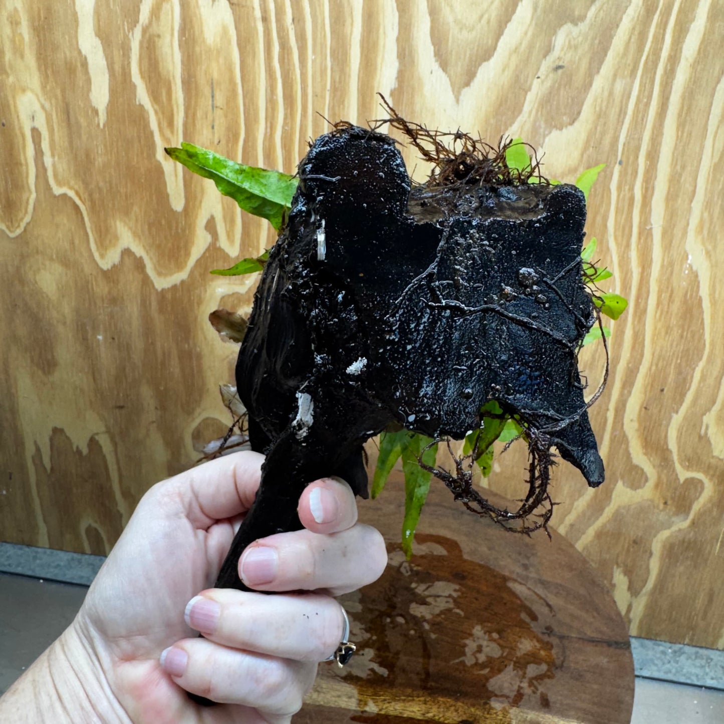 Scapeshop.com.au One Only Bucephalandra & Microsorum 'Indo'(Java Fern) Driftwood Creation - One Only - Happy Bucephalandra & Microsorum 'Indo'(Java Fern) Driftwood Creation - One Only - Happy
