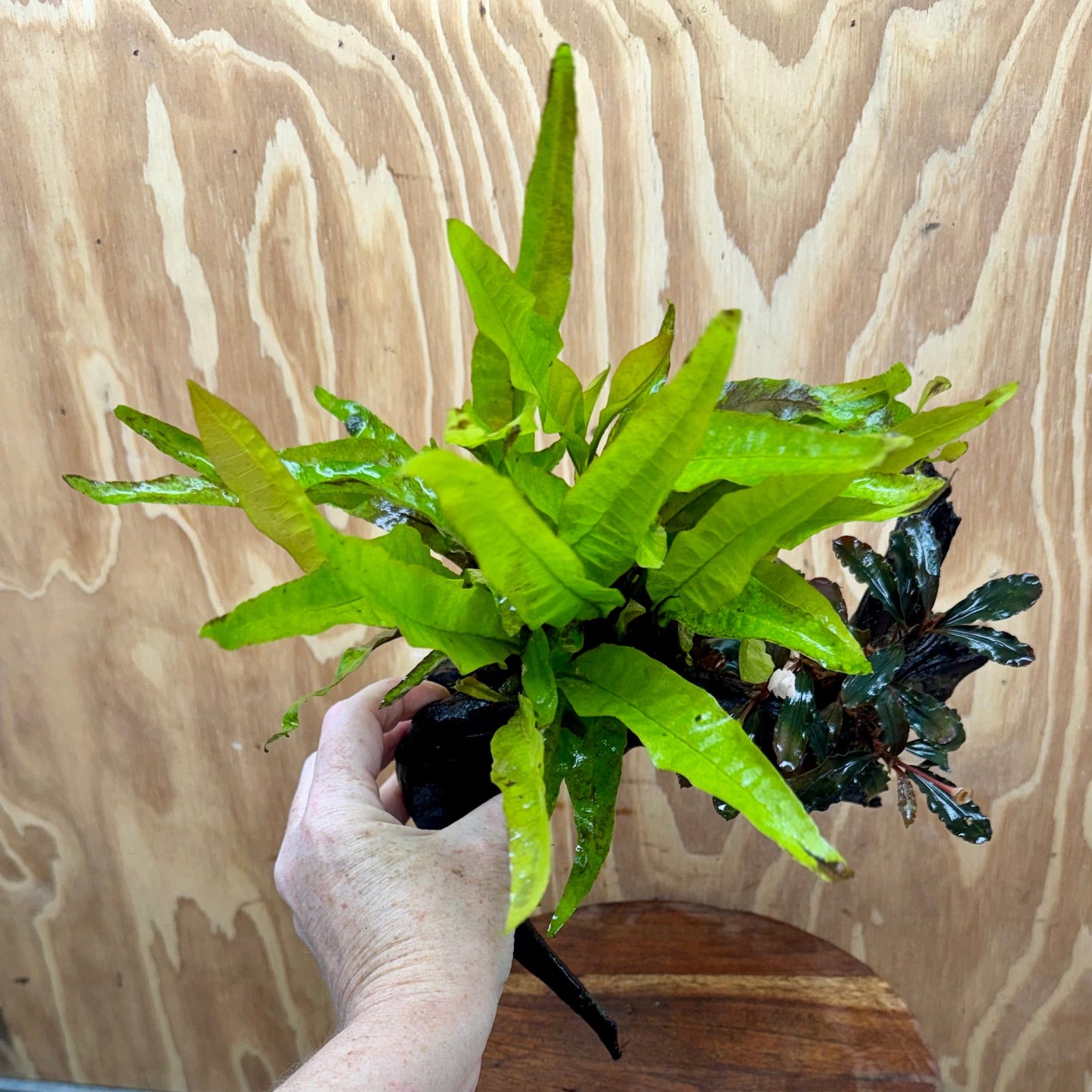 Scapeshop.com.au One Only Bucephalandra & Microsorum 'Indo'(Java Fern) Driftwood Creation - One Only - Swish Bucephalandra & Microsorum 'Indo'(Java Fern) Driftwood Creation - One Only - Swish