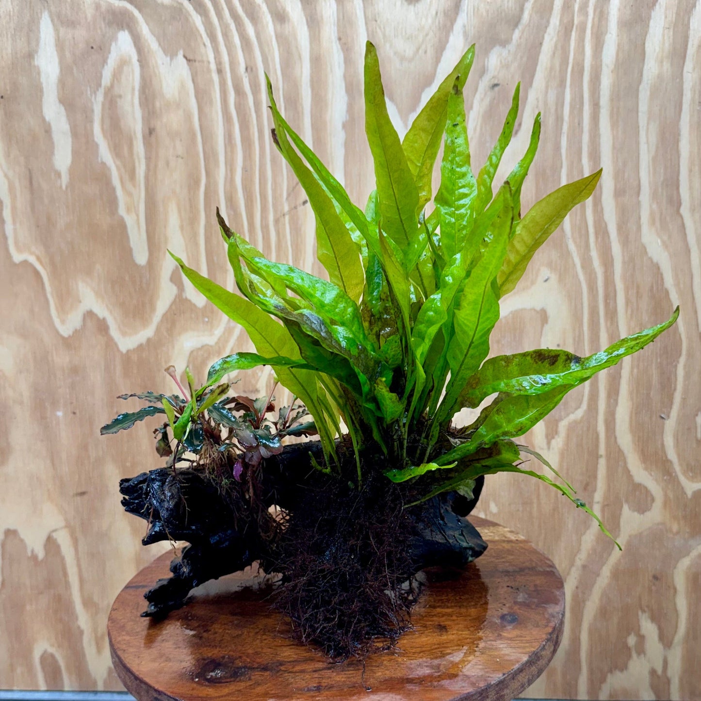 Scapeshop.com.au One Only Bucephalandra & Microsorum 'Indo'(Java Fern) Driftwood Creation - One Only - Swish Bucephalandra & Microsorum 'Indo'(Java Fern) Driftwood Creation - One Only - Swish