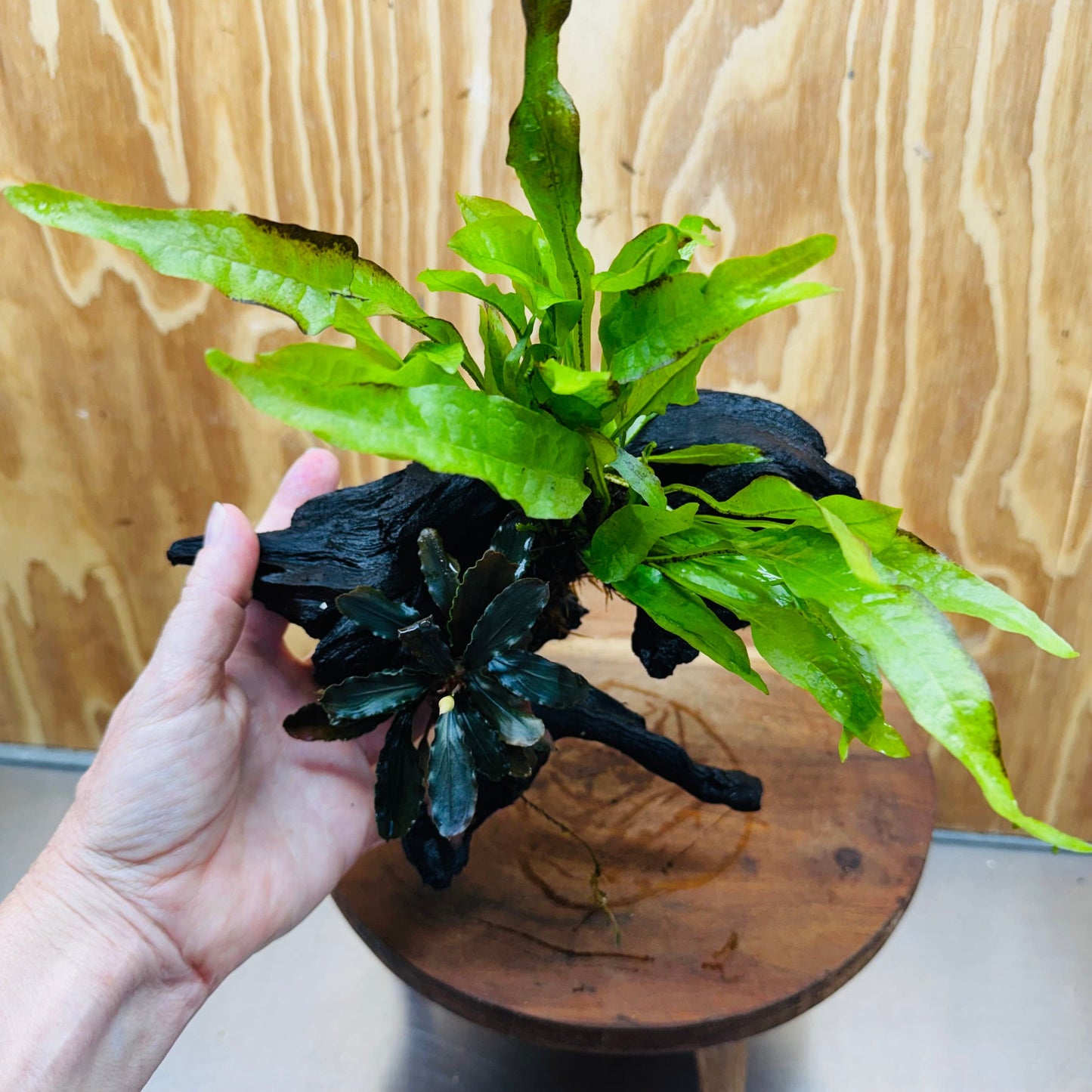 Scapeshop.com.au One Only Bucephalandra & Microsorum 'Indo'(Java Fern) Driftwood Creation - One Only - Swish Bucephalandra & Microsorum 'Indo'(Java Fern) Driftwood Creation - One Only - Swish