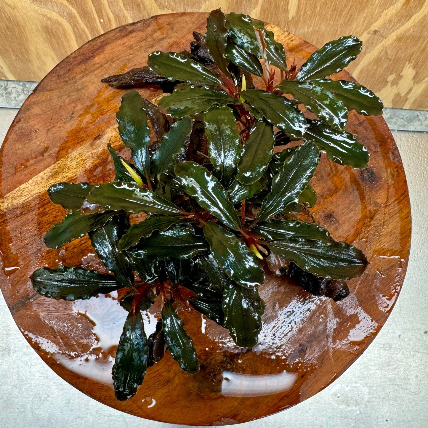 Scapeshop.com.au One Only Bucephalandra Mother on Medium Driftwood - ONE ONLY - Exquisite Bucephalandra Mother Plant on Medium Driftwood - ONE ONLY - Exquisite