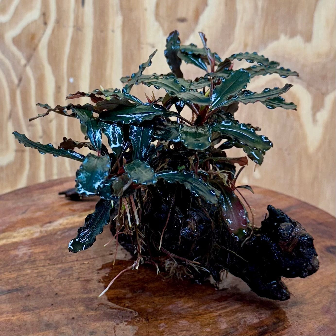 Scapeshop.com.au One Only Bucephalandra Mother on Medium Driftwood - ONE ONLY - Exquisite Bucephalandra Mother Plant on Medium Driftwood - ONE ONLY - Exquisite