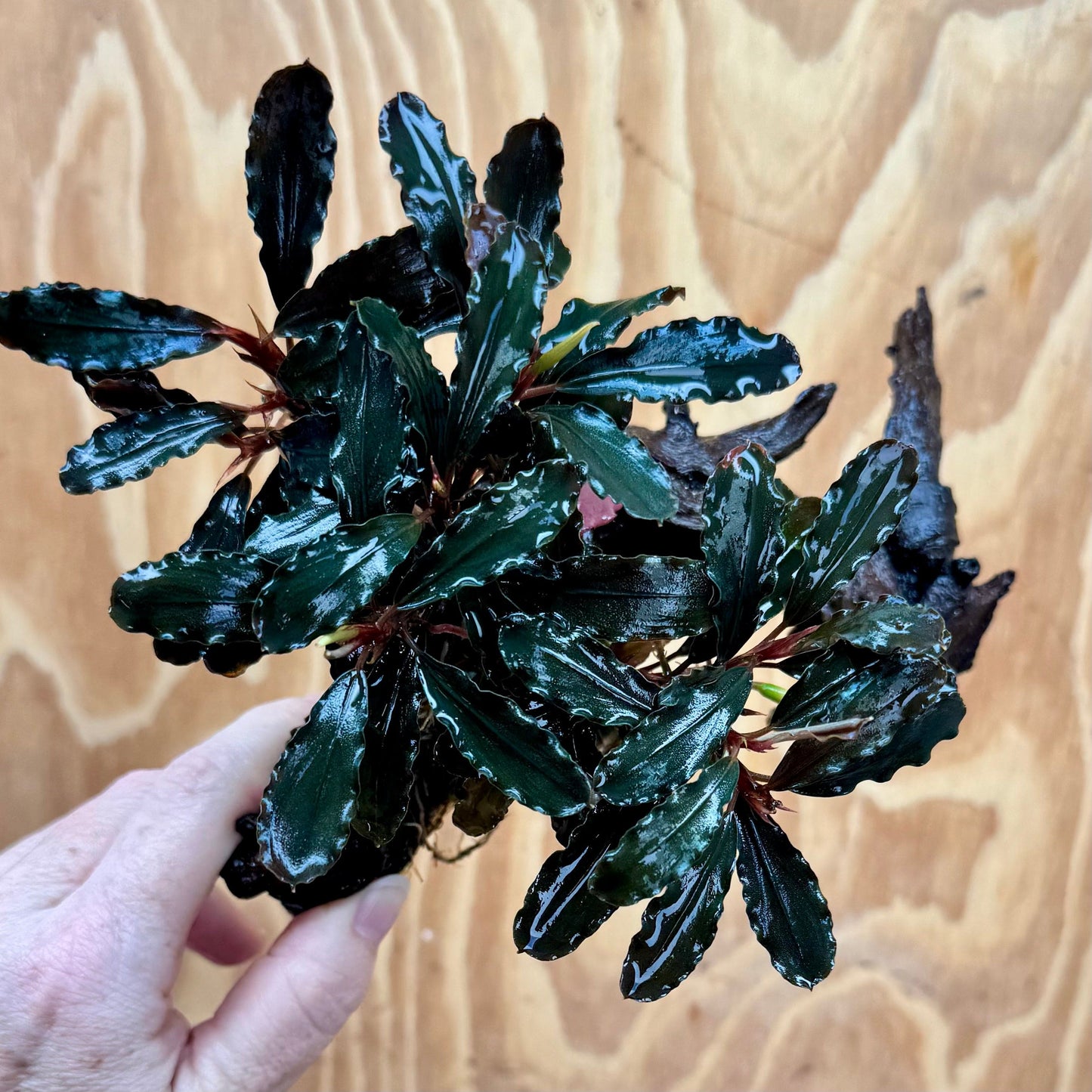 Scapeshop.com.au One Only Bucephalandra Mother on Medium Driftwood - ONE ONLY - Exquisite Bucephalandra Mother Plant on Medium Driftwood - ONE ONLY - Exquisite