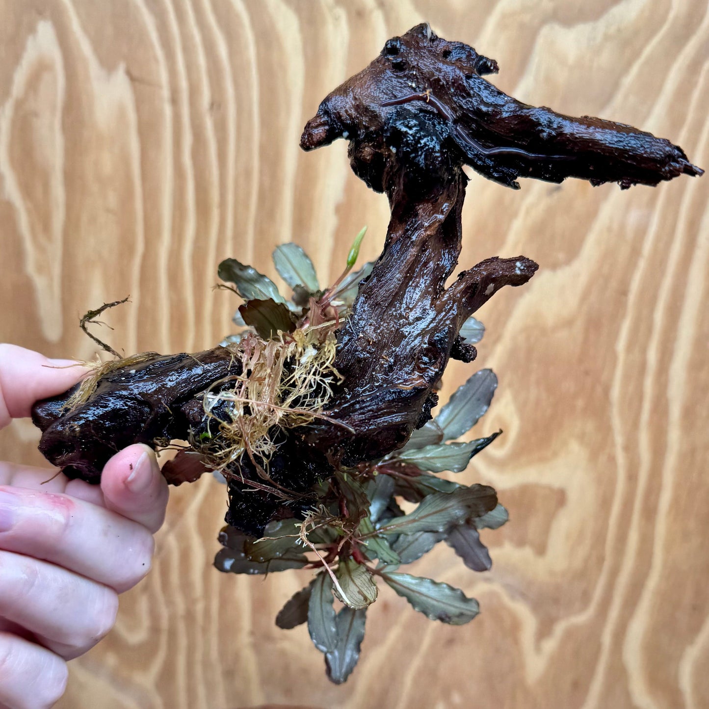 Scapeshop.com.au One Only Bucephalandra Mother on Medium Driftwood - ONE ONLY - Exquisite Bucephalandra Mother Plant on Medium Driftwood - ONE ONLY - Exquisite