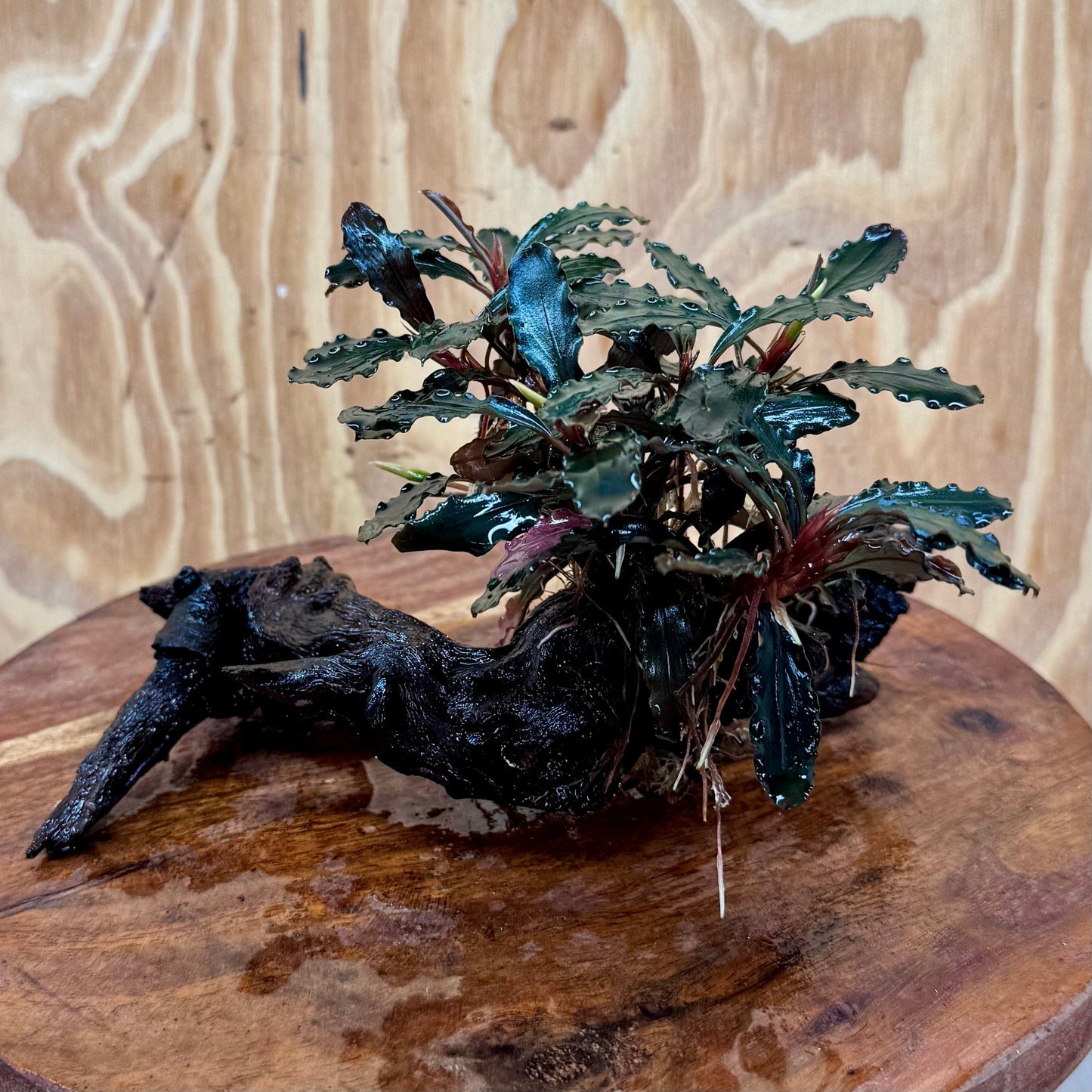 Scapeshop.com.au One Only Bucephalandra Mother on Medium Driftwood - ONE ONLY - Exquisite Bucephalandra Mother Plant on Medium Driftwood - ONE ONLY - Exquisite