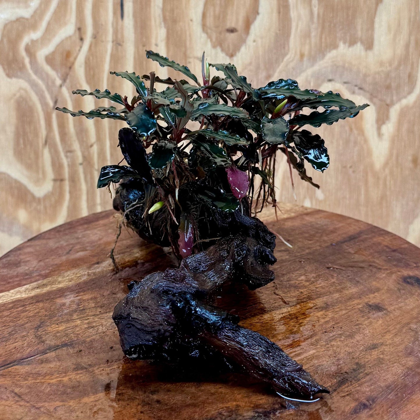 Scapeshop.com.au One Only Bucephalandra Mother on Medium Driftwood - ONE ONLY - Exquisite Bucephalandra Mother Plant on Medium Driftwood - ONE ONLY - Exquisite