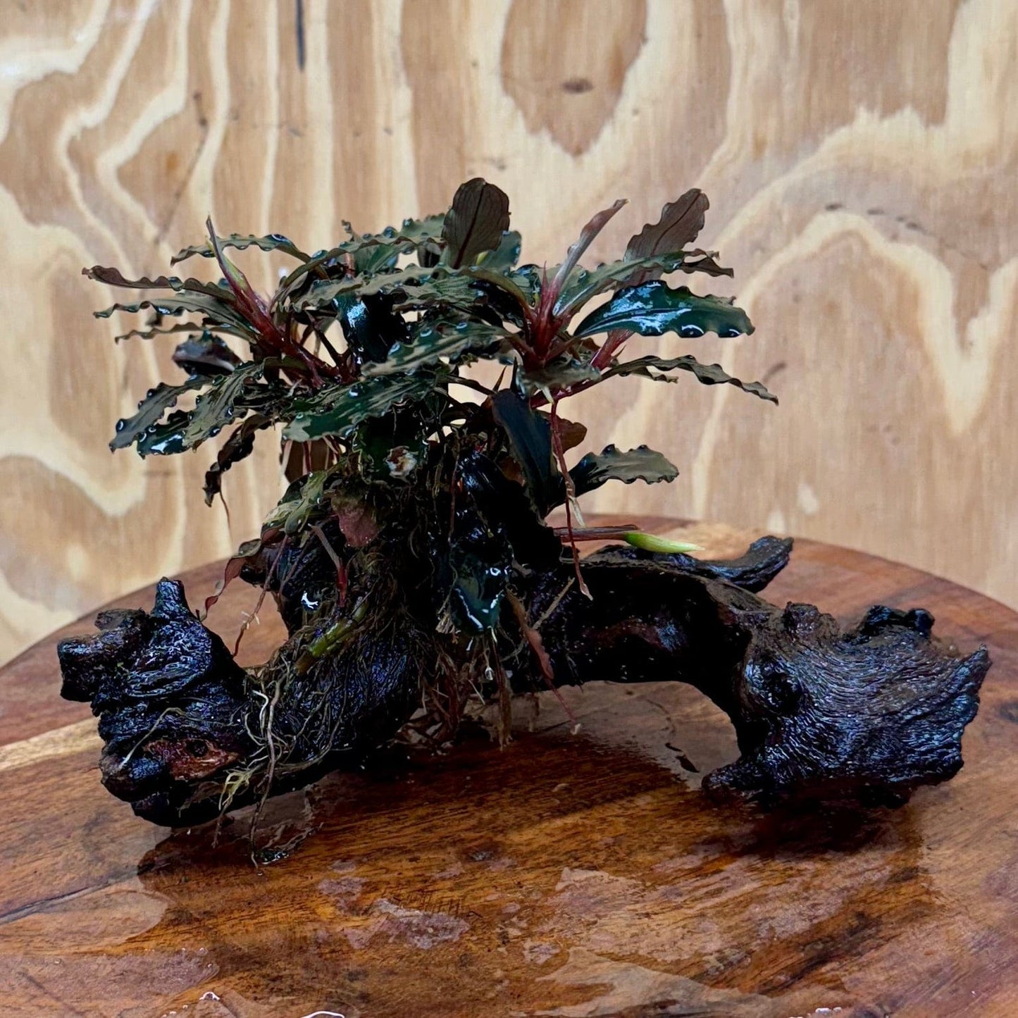 Scapeshop.com.au One Only Bucephalandra Mother on Medium Driftwood - ONE ONLY - Exquisite Bucephalandra Mother Plant on Medium Driftwood - ONE ONLY - Exquisite