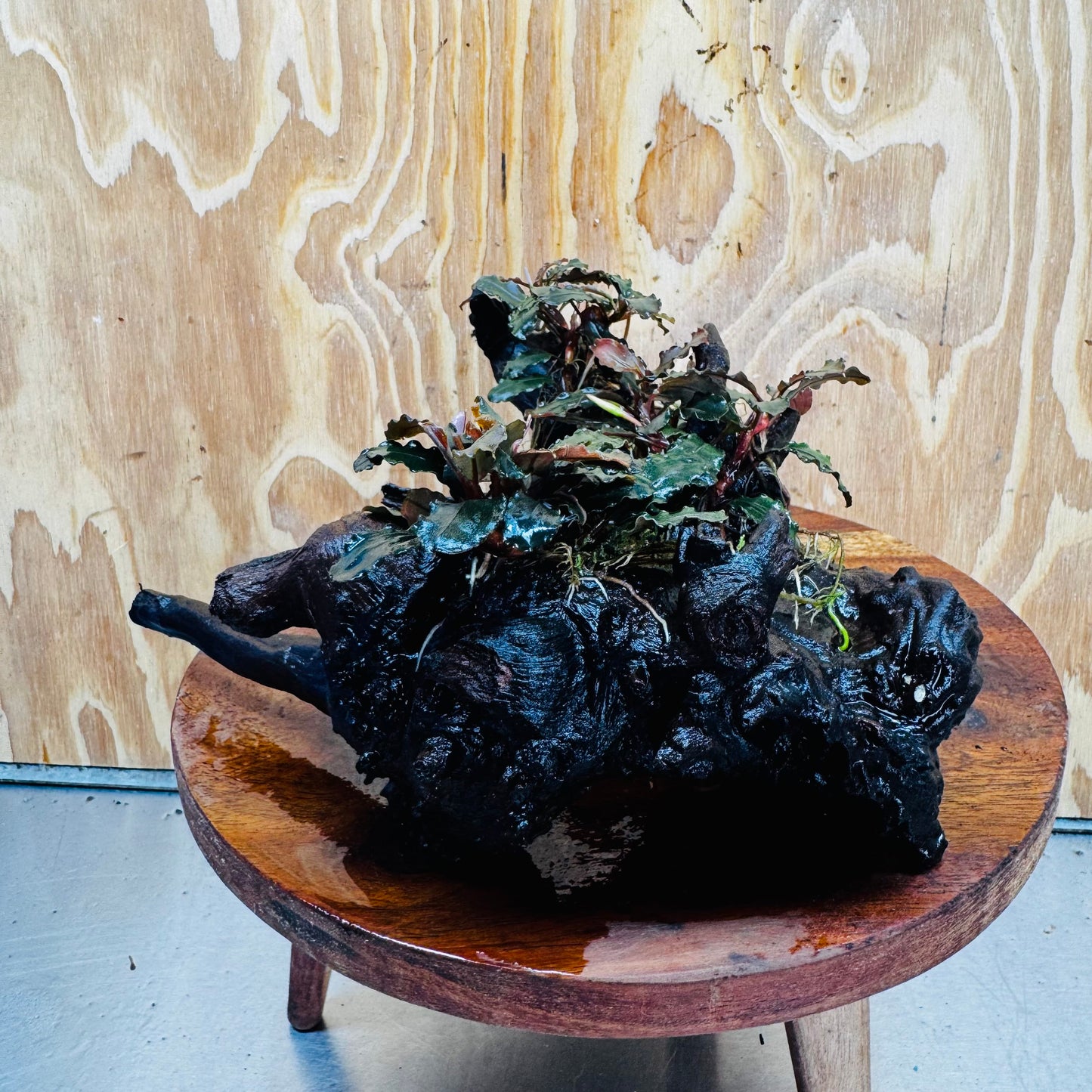 Scapeshop.com.au One Only Bucephalandra Multi-Planted Driftwood (4 Plants) - ONE ONLY - Piece A - Swirl Bucephalandra Multi-Planted Driftwood (4 Plants) - ONE ONLY - Piece A - Swirl