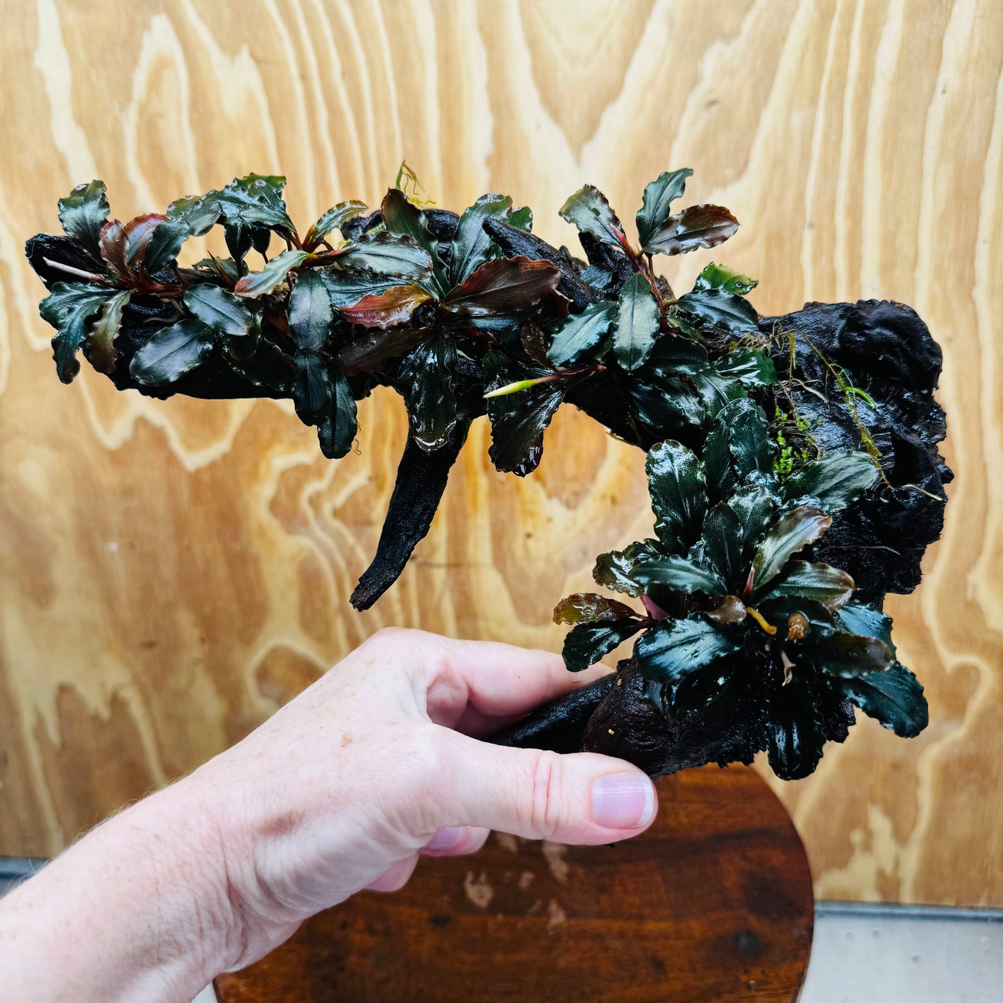 Scapeshop.com.au One Only Bucephalandra Multi-Planted Driftwood (4 Plants) - ONE ONLY - Piece A - Swirl Bucephalandra Multi-Planted Driftwood (4 Plants) - ONE ONLY - Piece A - Swirl