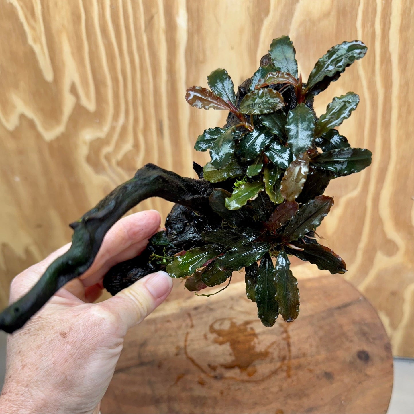 Scapeshop.com.au One Only Bucephalandra on Large Driftwood - ONE ONLY - Fancy Bucephalandra Driftwood - ONE ONLY - Scapeshop Australia