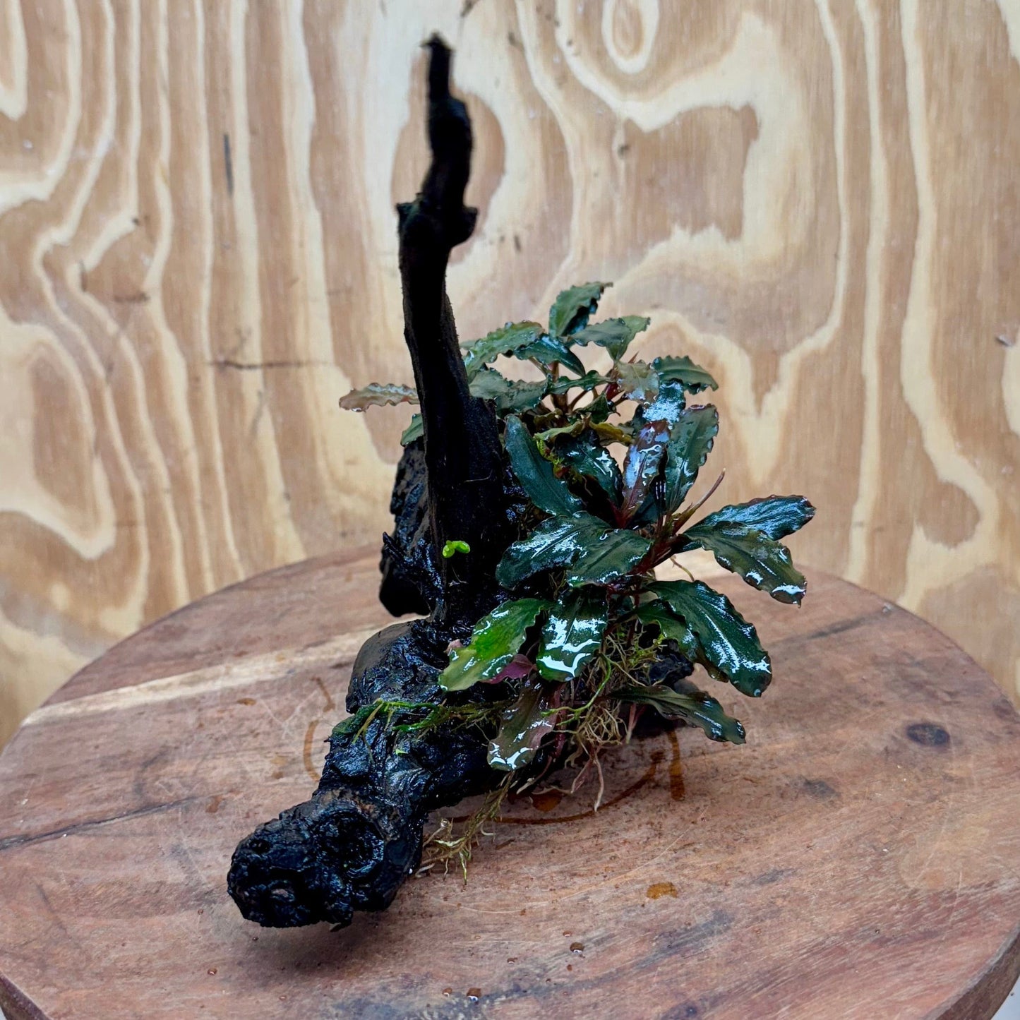 Scapeshop.com.au One Only Bucephalandra on Large Driftwood - ONE ONLY - Fancy Bucephalandra Driftwood - ONE ONLY - Scapeshop Australia