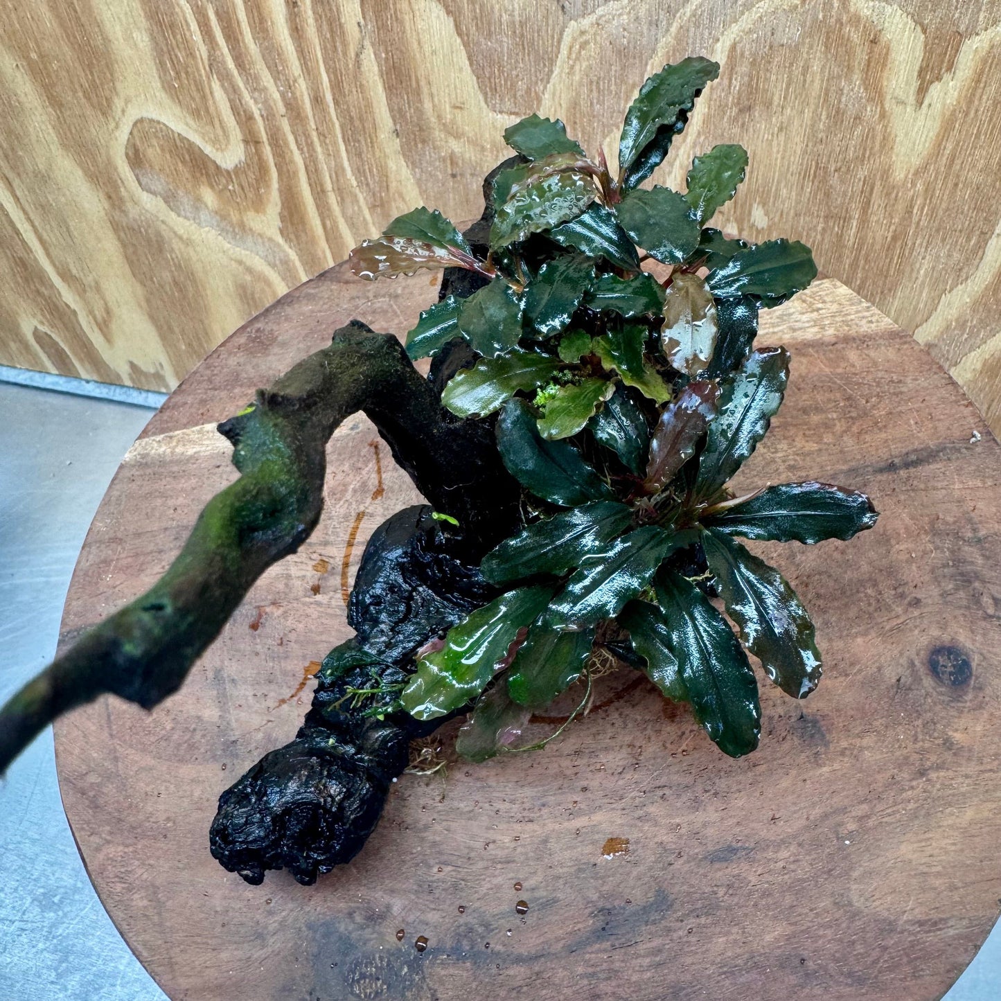 Scapeshop.com.au One Only Bucephalandra on Large Driftwood - ONE ONLY - Fancy Bucephalandra Driftwood - ONE ONLY - Scapeshop Australia