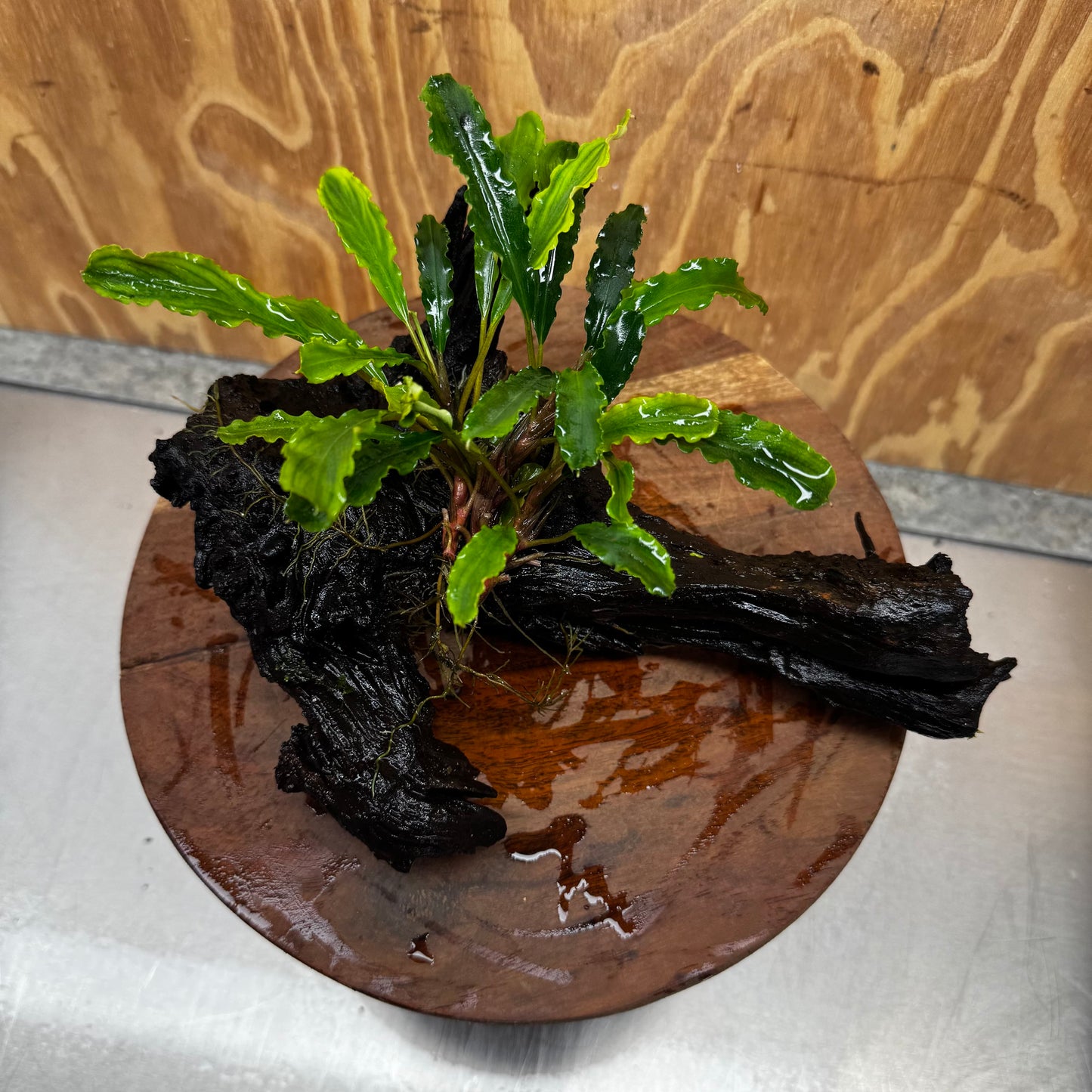 Scapeshop.com.au One Only Bucephalandra on Large Driftwood - ONE ONLY - Fancy Bucephalandra Driftwood - ONE ONLY - Scapeshop Australia