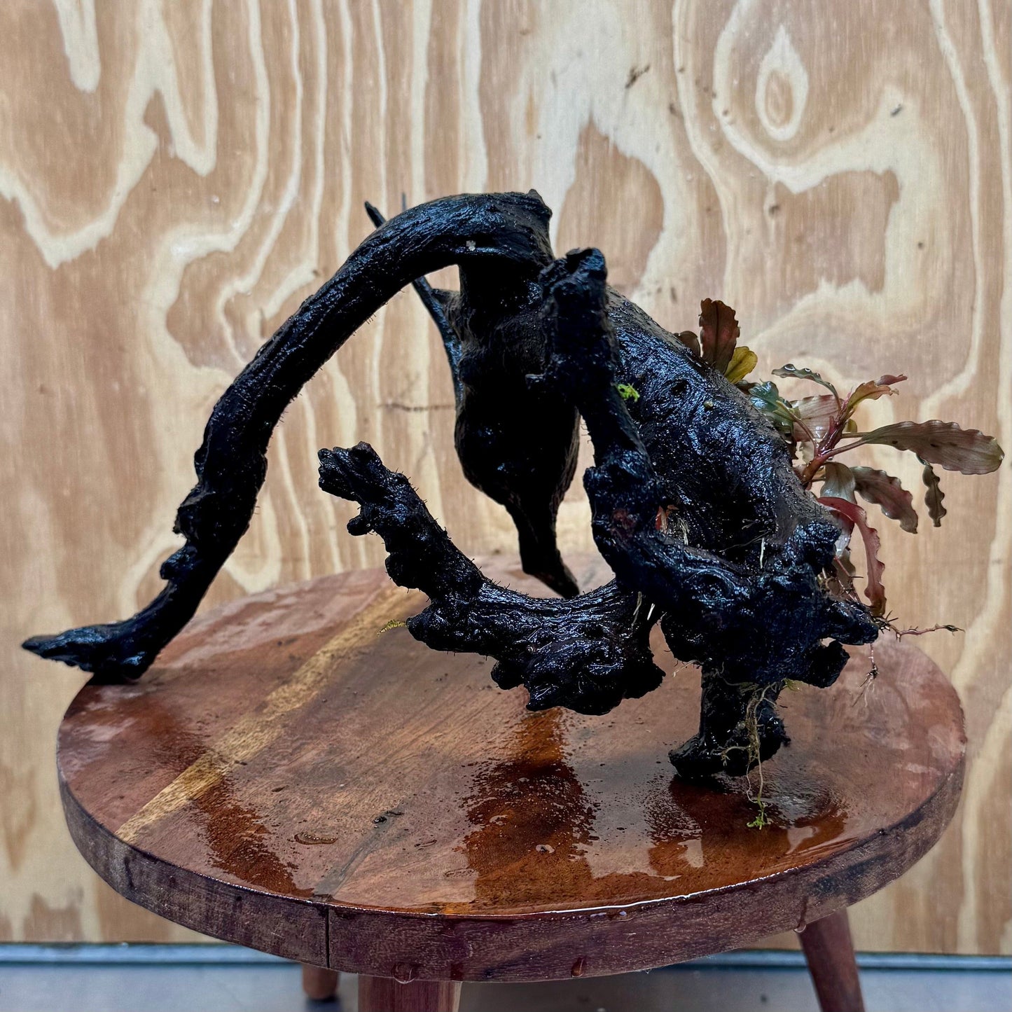 Scapeshop.com.au One Only Bucephalandra on Large Driftwood - ONE ONLY - Monster Bucephalandra Driftwood - ONE ONLY - Scapeshop Australia