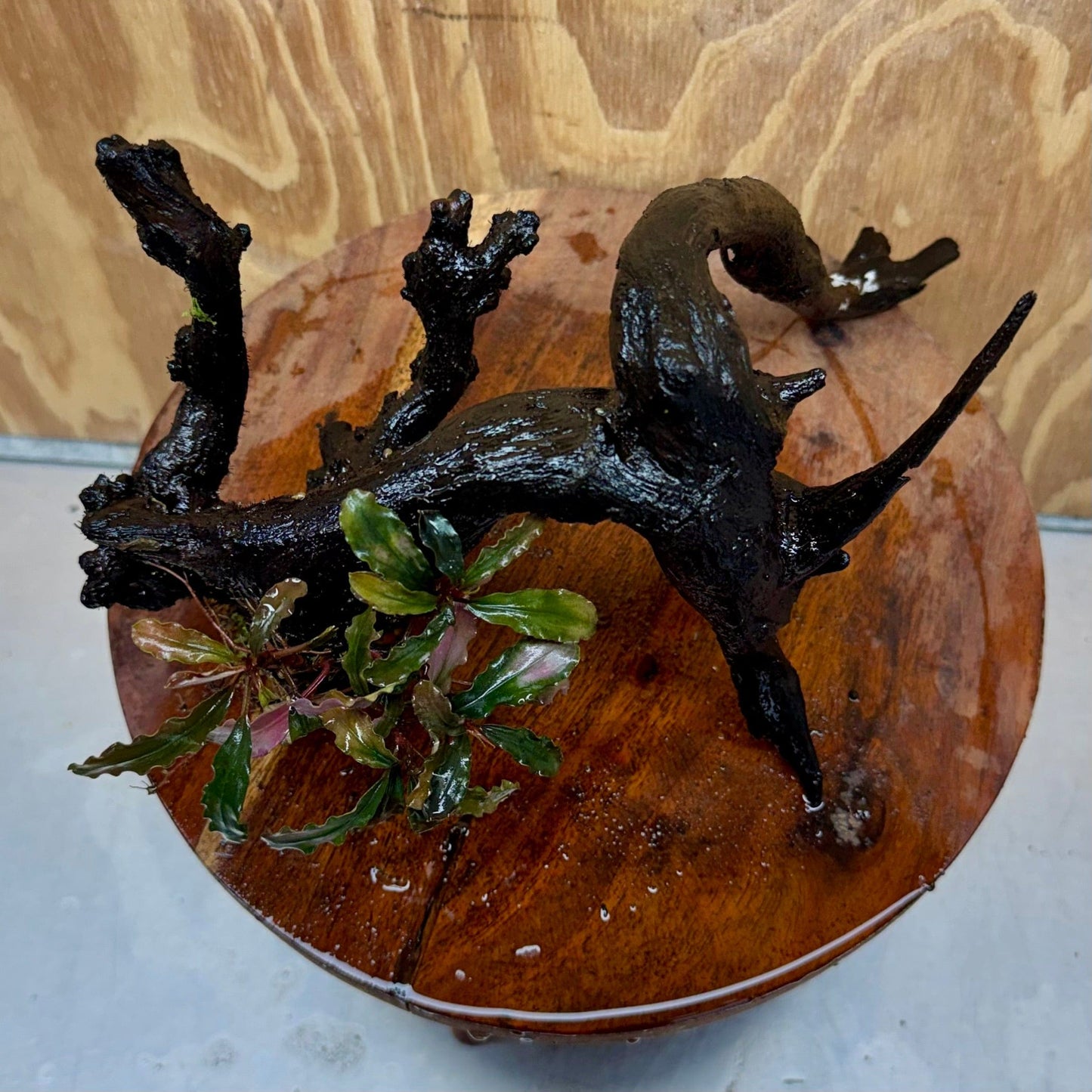 Scapeshop.com.au One Only Bucephalandra on Large Driftwood - ONE ONLY - Monster Bucephalandra Driftwood - ONE ONLY - Scapeshop Australia