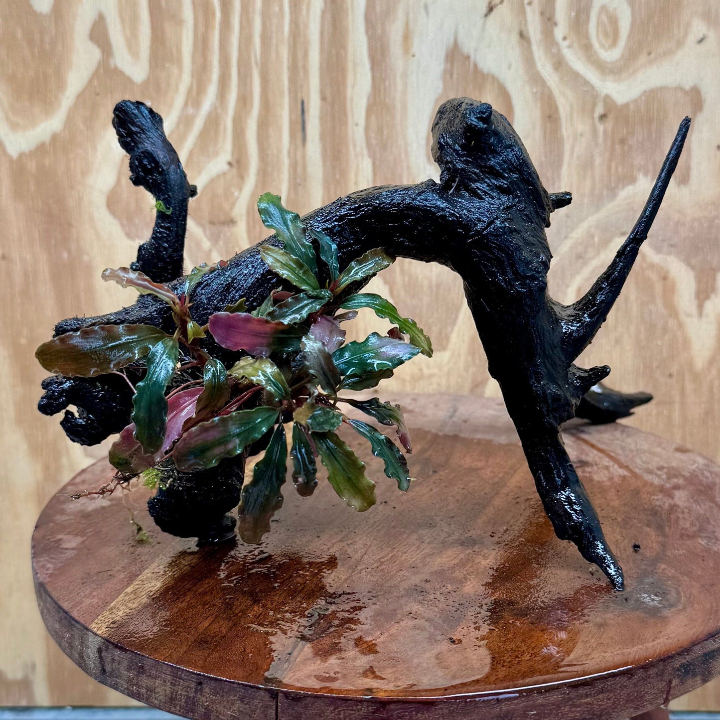 Scapeshop.com.au One Only Bucephalandra on Large Driftwood - ONE ONLY - Monster Bucephalandra Driftwood - ONE ONLY - Scapeshop Australia