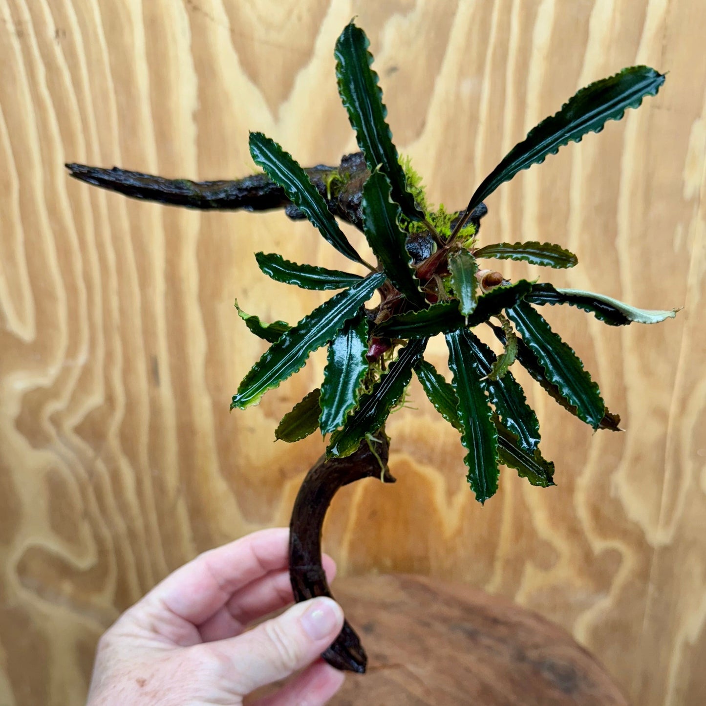 Scapeshop.com.au One Only Bucephalandra on Medium Driftwood - ONE ONLY - Artistic with Flame Moss Bucephalandra on Medium Driftwood - ONE ONLY - Scapeshop Australia
