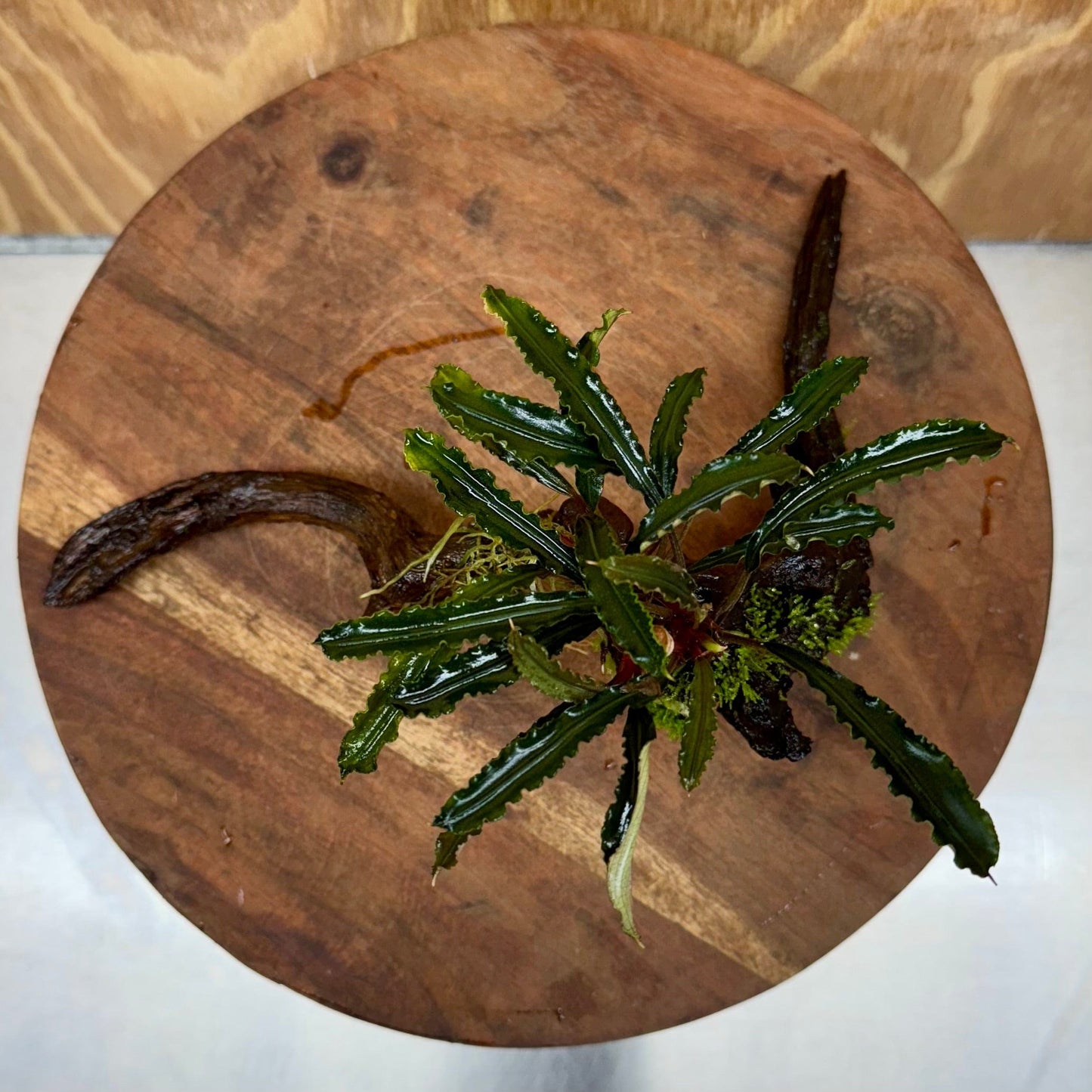 Scapeshop.com.au One Only Bucephalandra on Medium Driftwood - ONE ONLY - Artistic with Flame Moss Bucephalandra on Medium Driftwood - ONE ONLY - Scapeshop Australia