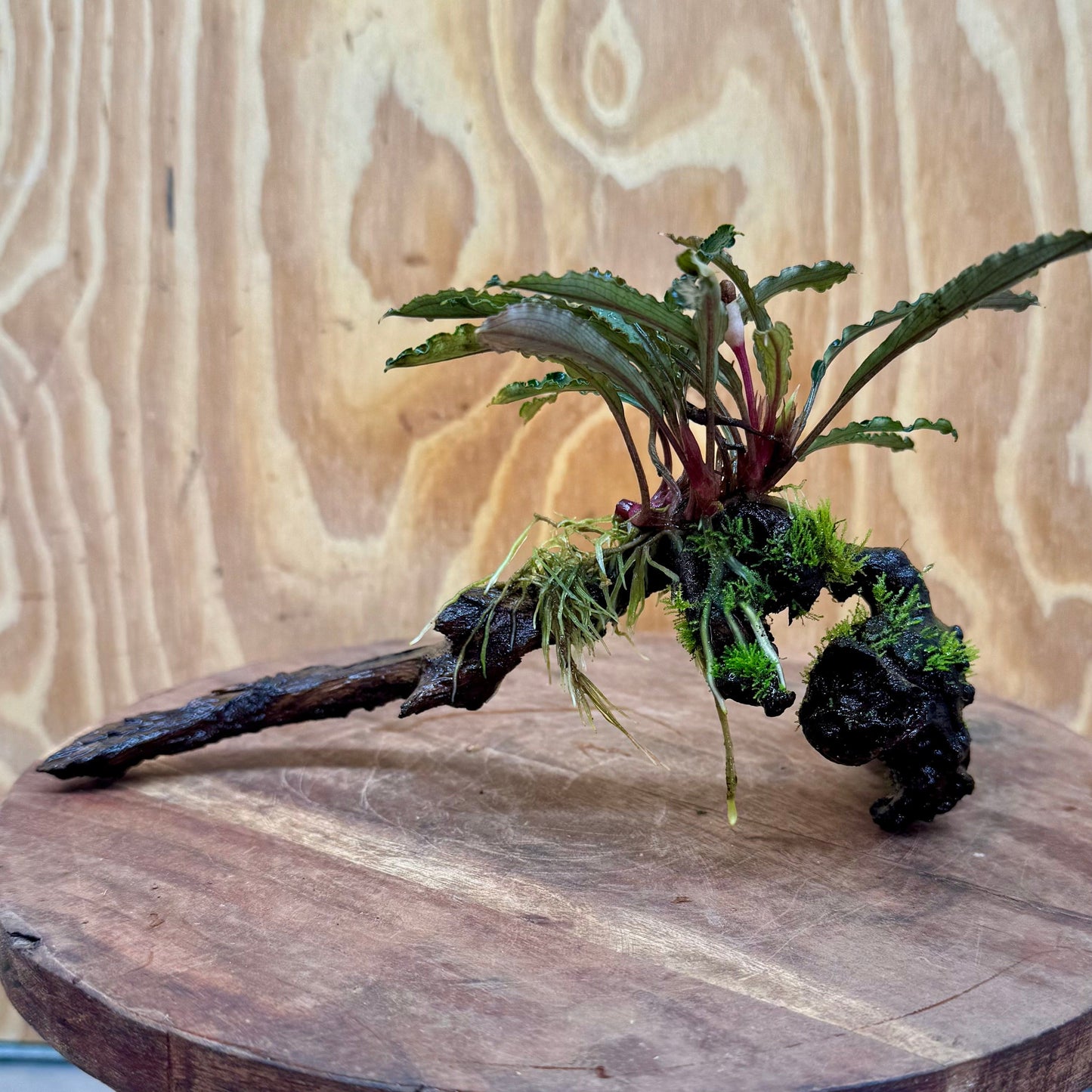 Scapeshop.com.au One Only Bucephalandra on Medium Driftwood - ONE ONLY - Artistic with Flame Moss Bucephalandra on Medium Driftwood - ONE ONLY - Scapeshop Australia
