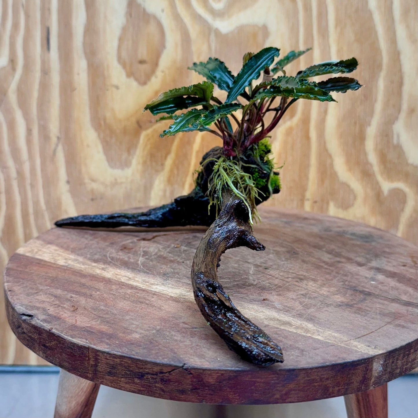 Scapeshop.com.au One Only Bucephalandra on Medium Driftwood - ONE ONLY - Artistic with Flame Moss Bucephalandra on Medium Driftwood - ONE ONLY - Scapeshop Australia