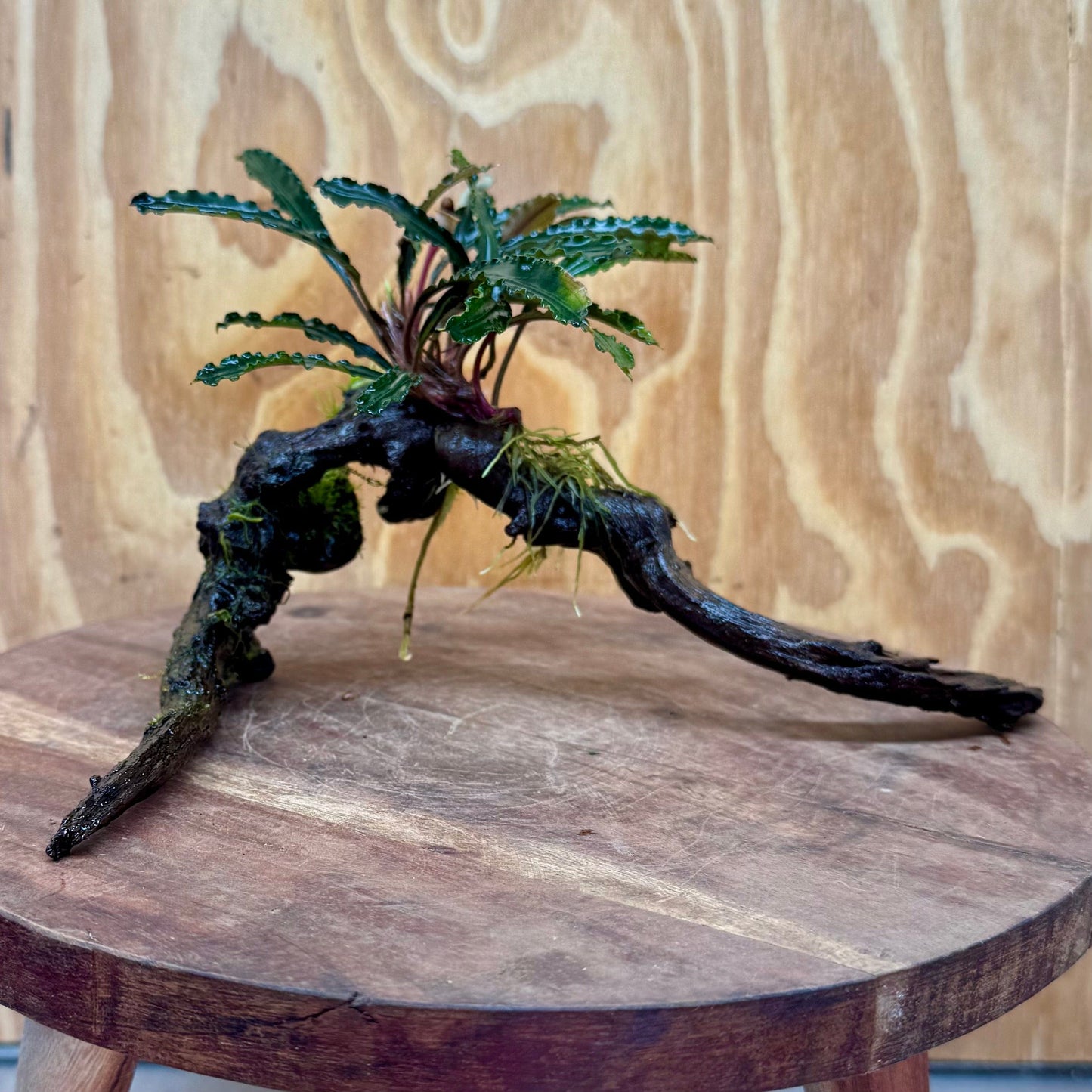 Scapeshop.com.au One Only Bucephalandra on Medium Driftwood - ONE ONLY - Artistic with Flame Moss Bucephalandra on Medium Driftwood - ONE ONLY - Scapeshop Australia
