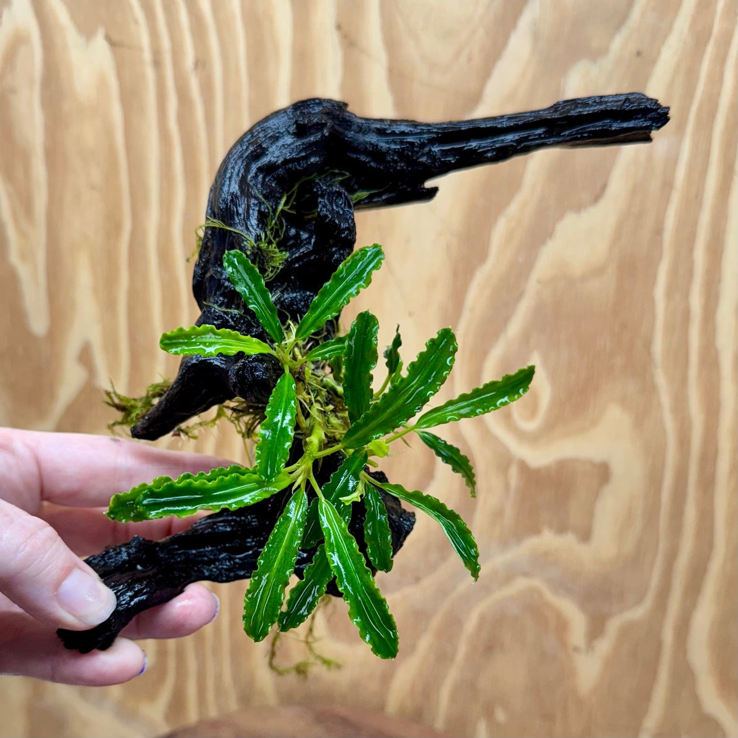 Scapeshop.com.au One Only Bucephalandra on Medium Driftwood - ONE ONLY - Beautiful Buy Bucephalandra on Medium Driftwood - ONE ONLY - Scapeshop Australia