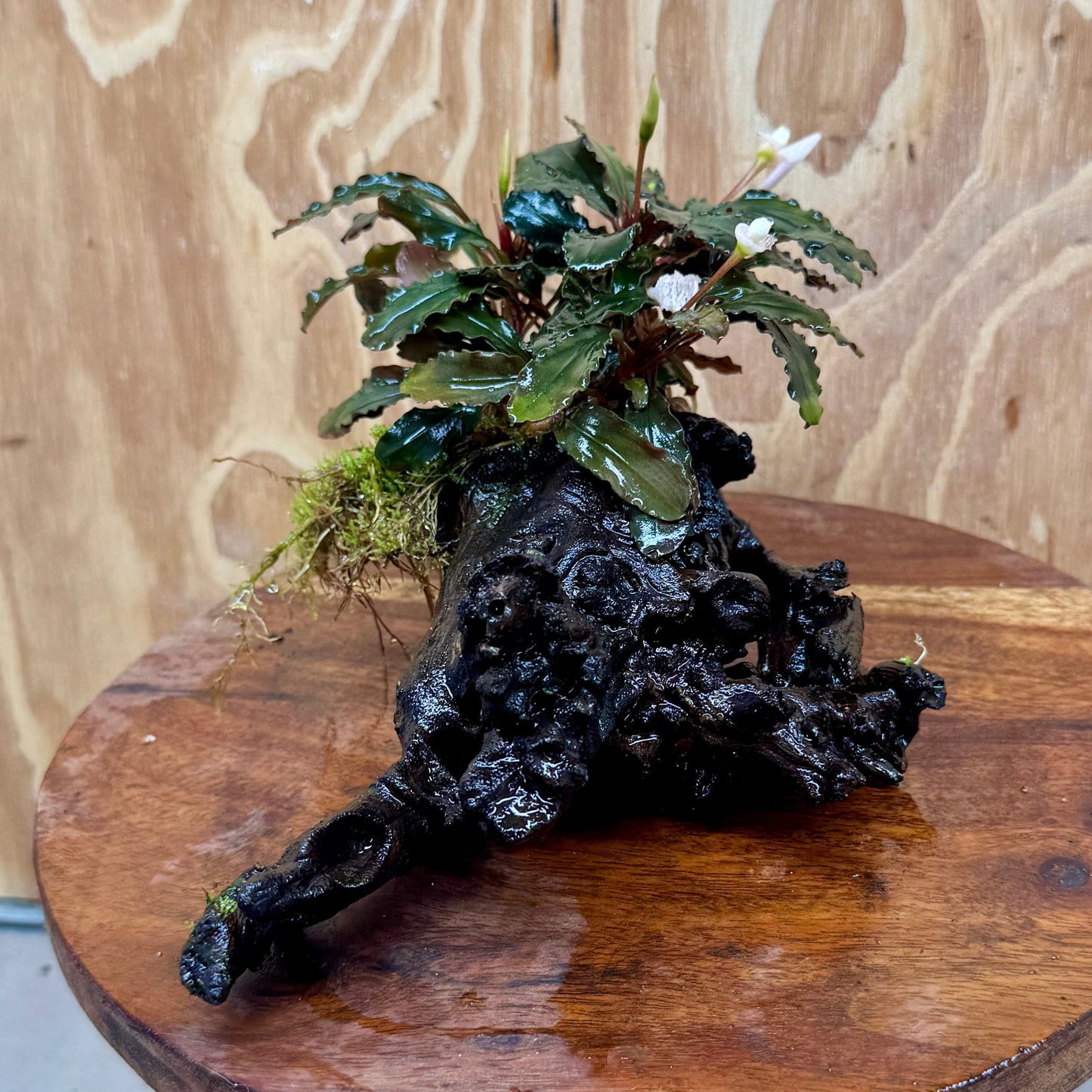 Scapeshop.com.au One Only Bucephalandra on Medium Driftwood - ONE ONLY - Beautiful Buy Bucephalandra on Medium Driftwood - ONE ONLY - Scapeshop Australia
