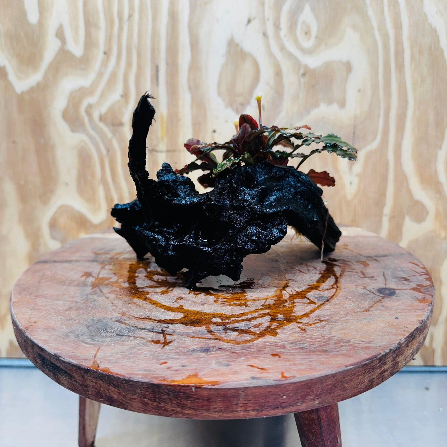 Scapeshop.com.au One Only Bucephalandra on Medium Driftwood - ONE ONLY - Beautiful Buy Bucephalandra on Medium Driftwood - ONE ONLY - Scapeshop Australia