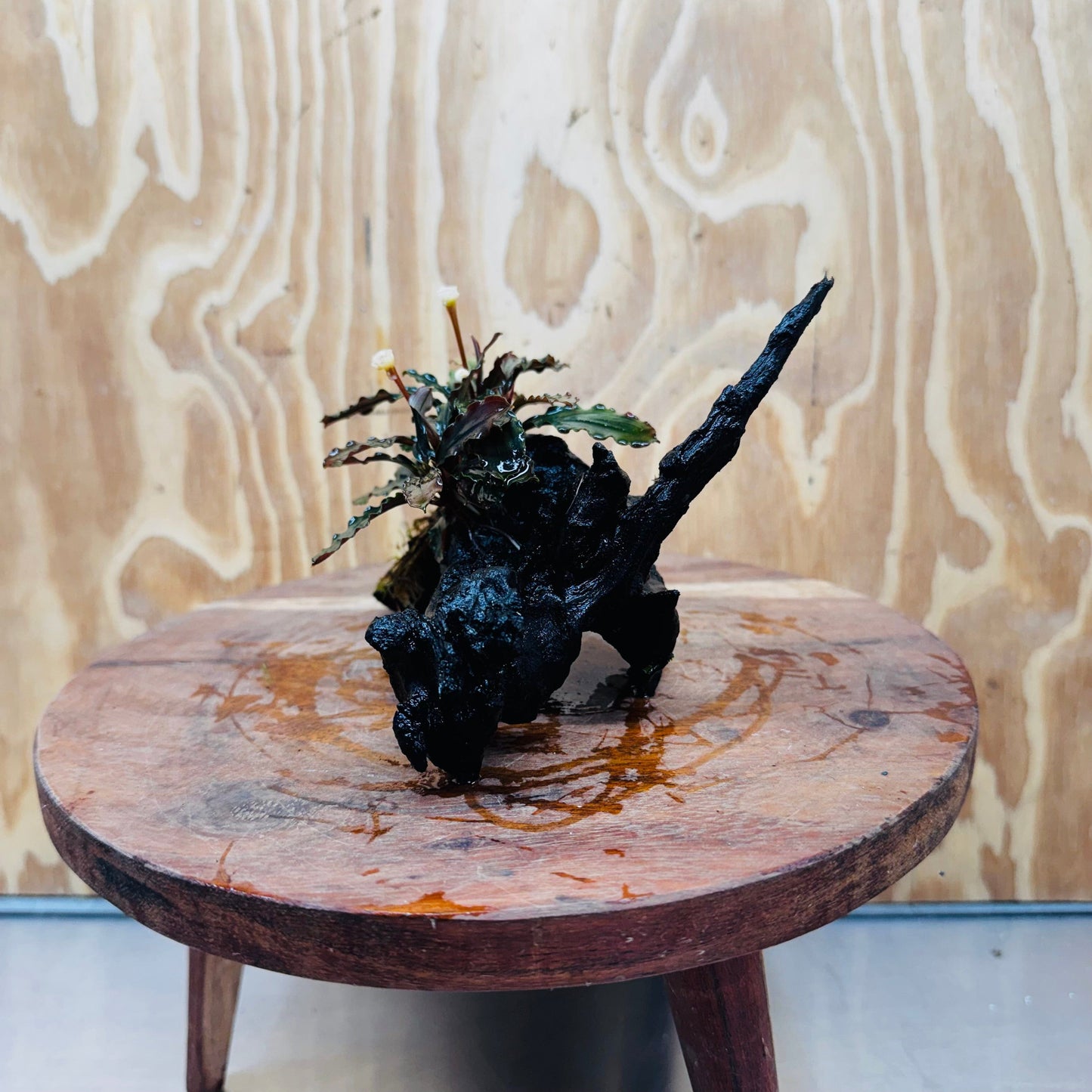 Scapeshop.com.au One Only Bucephalandra on Medium Driftwood - ONE ONLY - Beautiful Buy Bucephalandra on Medium Driftwood - ONE ONLY - Scapeshop Australia