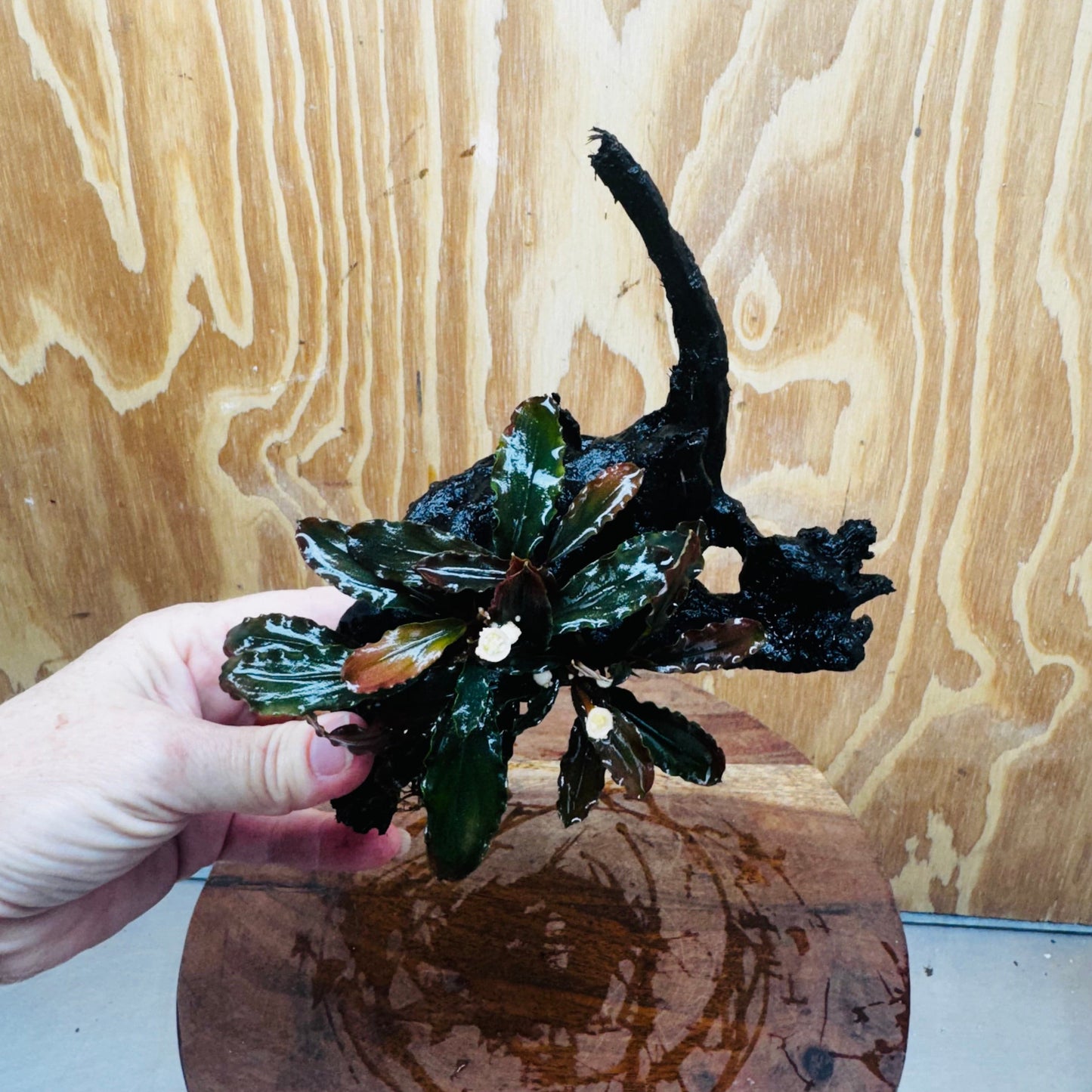 Scapeshop.com.au One Only Bucephalandra on Medium Driftwood - ONE ONLY - Beautiful Buy Bucephalandra on Medium Driftwood - ONE ONLY - Scapeshop Australia
