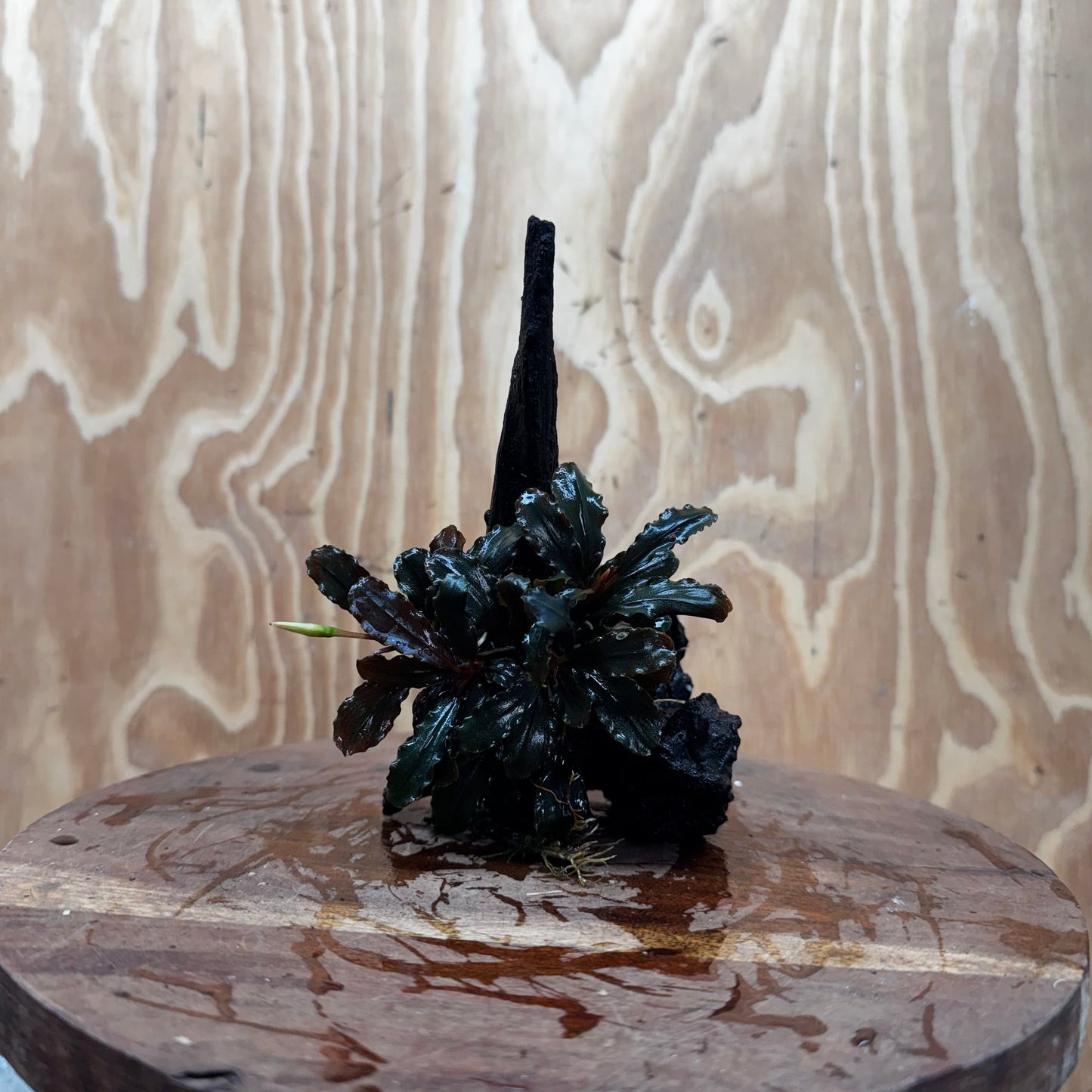 Scapeshop.com.au One Only Bucephalandra on Medium Driftwood - ONE ONLY - Beautiful Buy Bucephalandra on Medium Driftwood - ONE ONLY - Scapeshop Australia