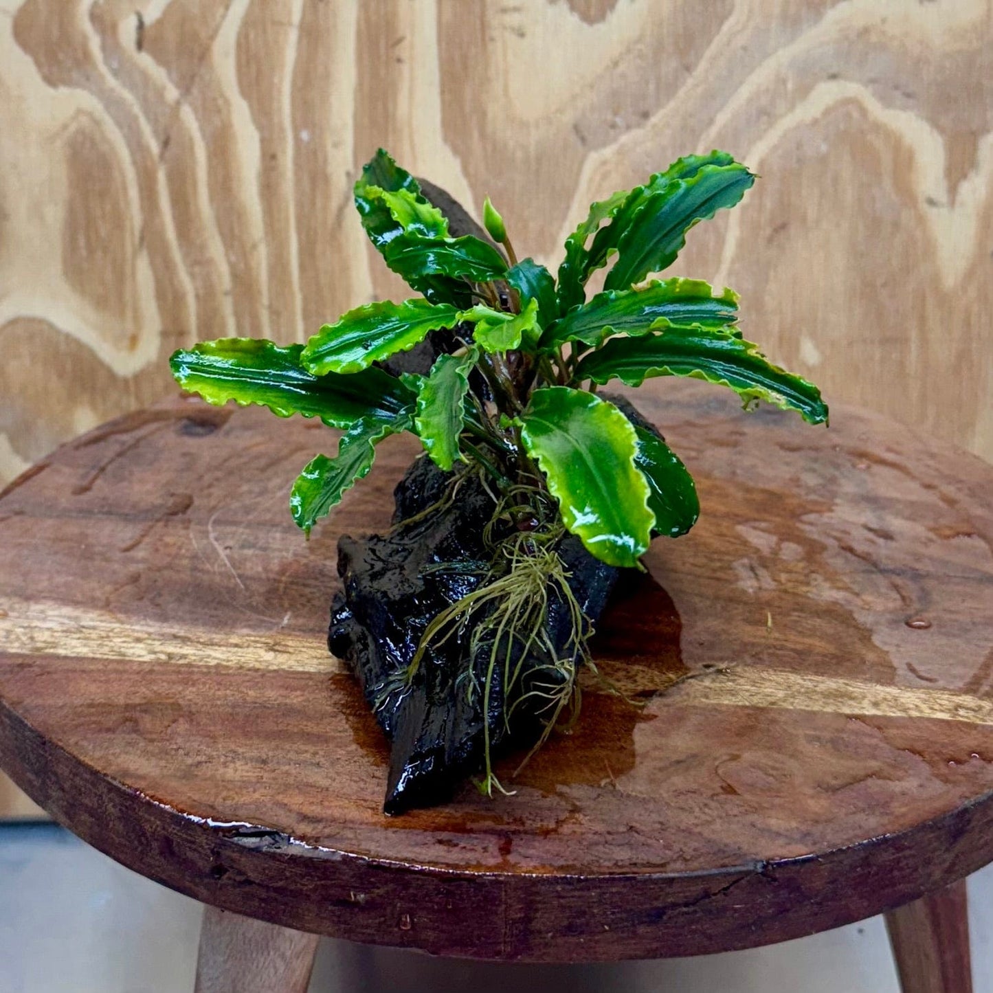 Scapeshop.com.au One Only Bucephalandra on Medium Driftwood - ONE ONLY - Creative Buy Bucephalandra on Medium Driftwood - ONE ONLY - Scapeshop Australia